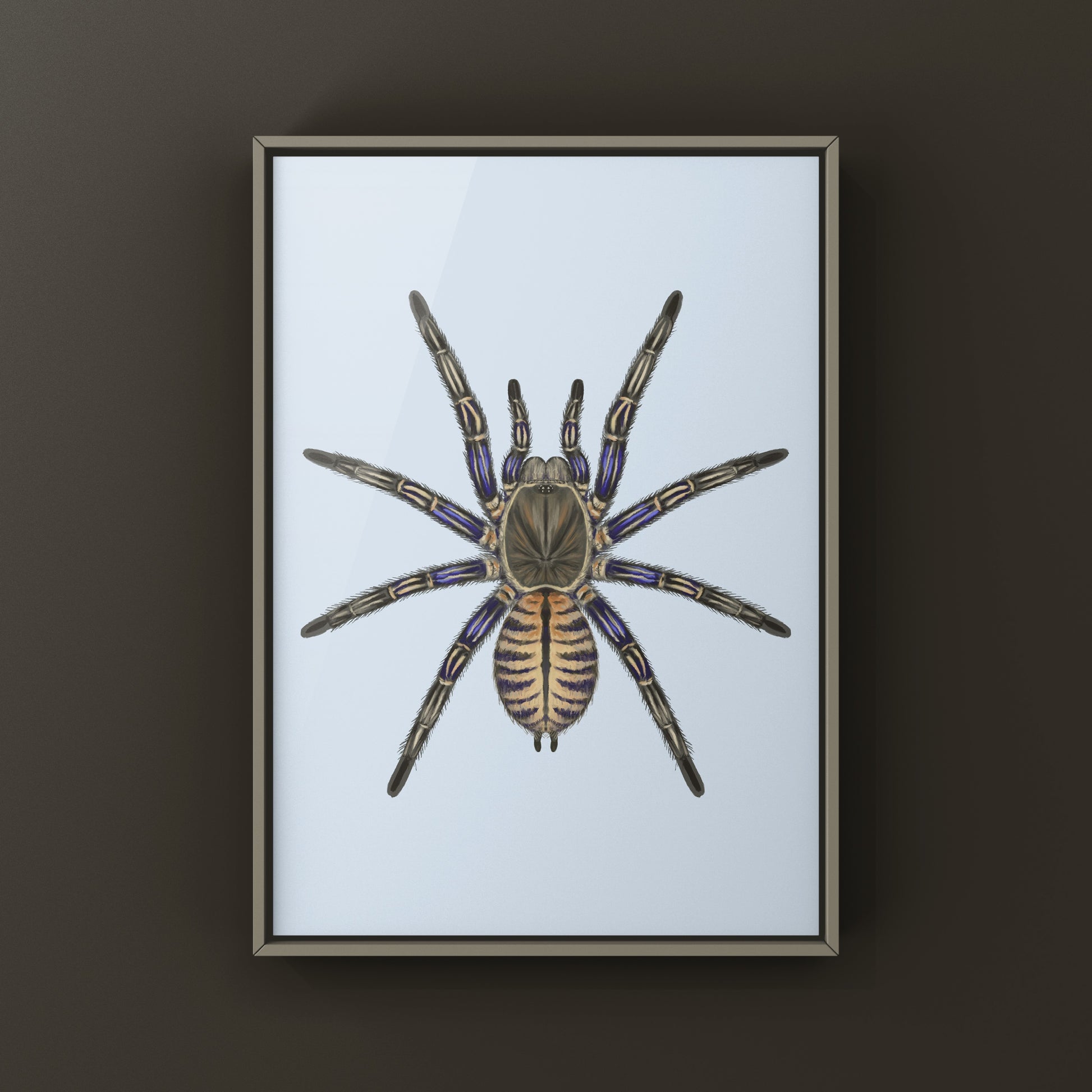 Purple Zebra Earth Tiger Tarantula, Cyriopagopus Albostriatus, Photographic Art Print from The Silk Ranch