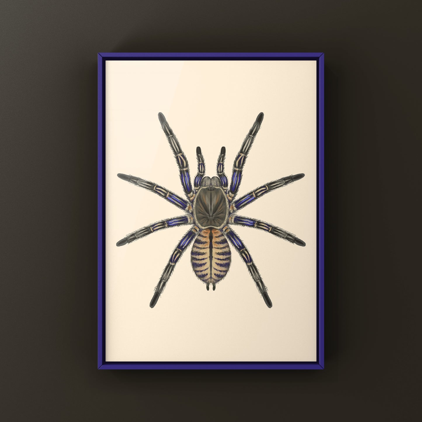 Purple Zebra Earth Tiger Tarantula, Cyriopagopus Albostriatus, Photographic Art Print from The Silk Ranch