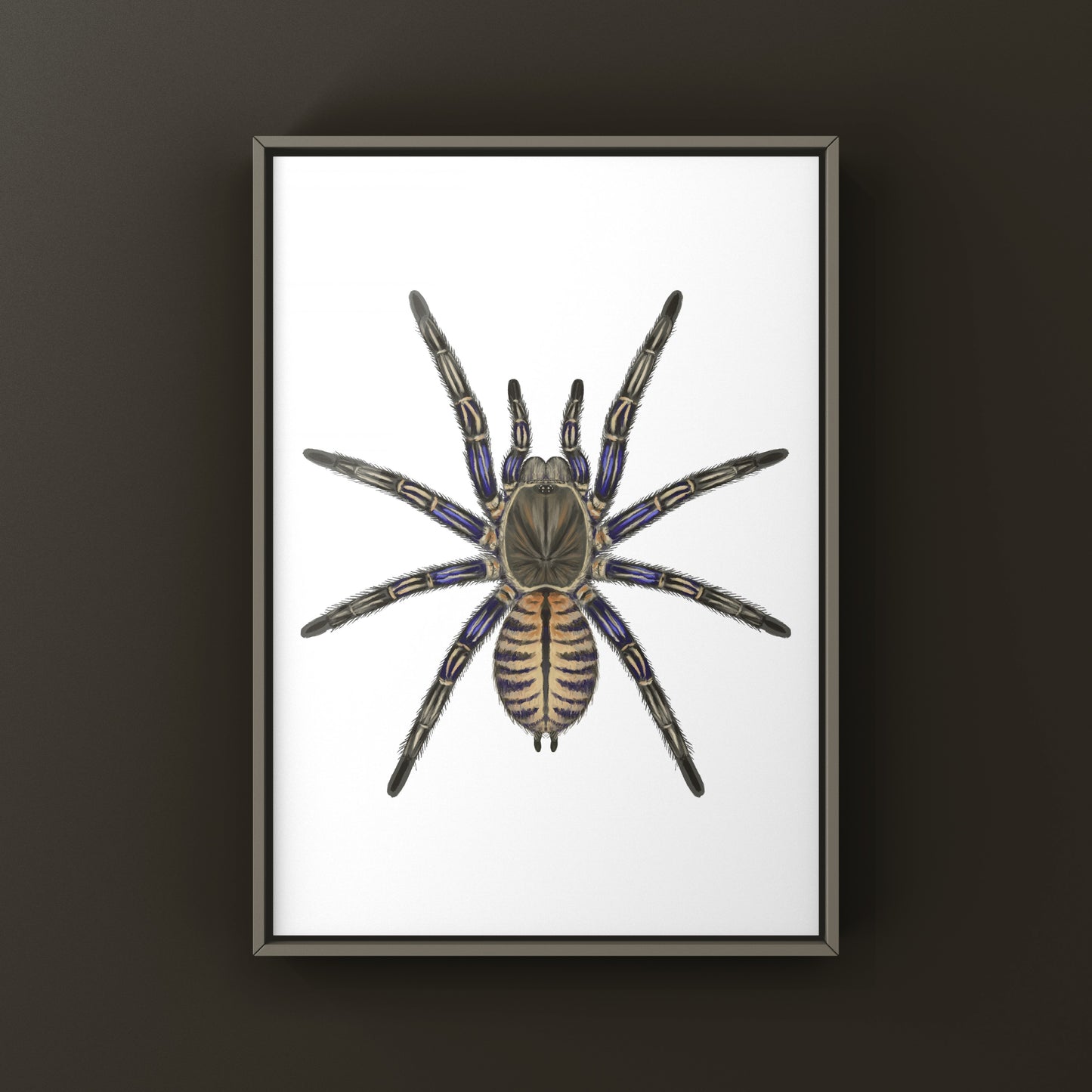 Purple Zebra Earth Tiger Tarantula, Cyriopagopus Albostriatus, Photographic Art Print from The Silk Ranch