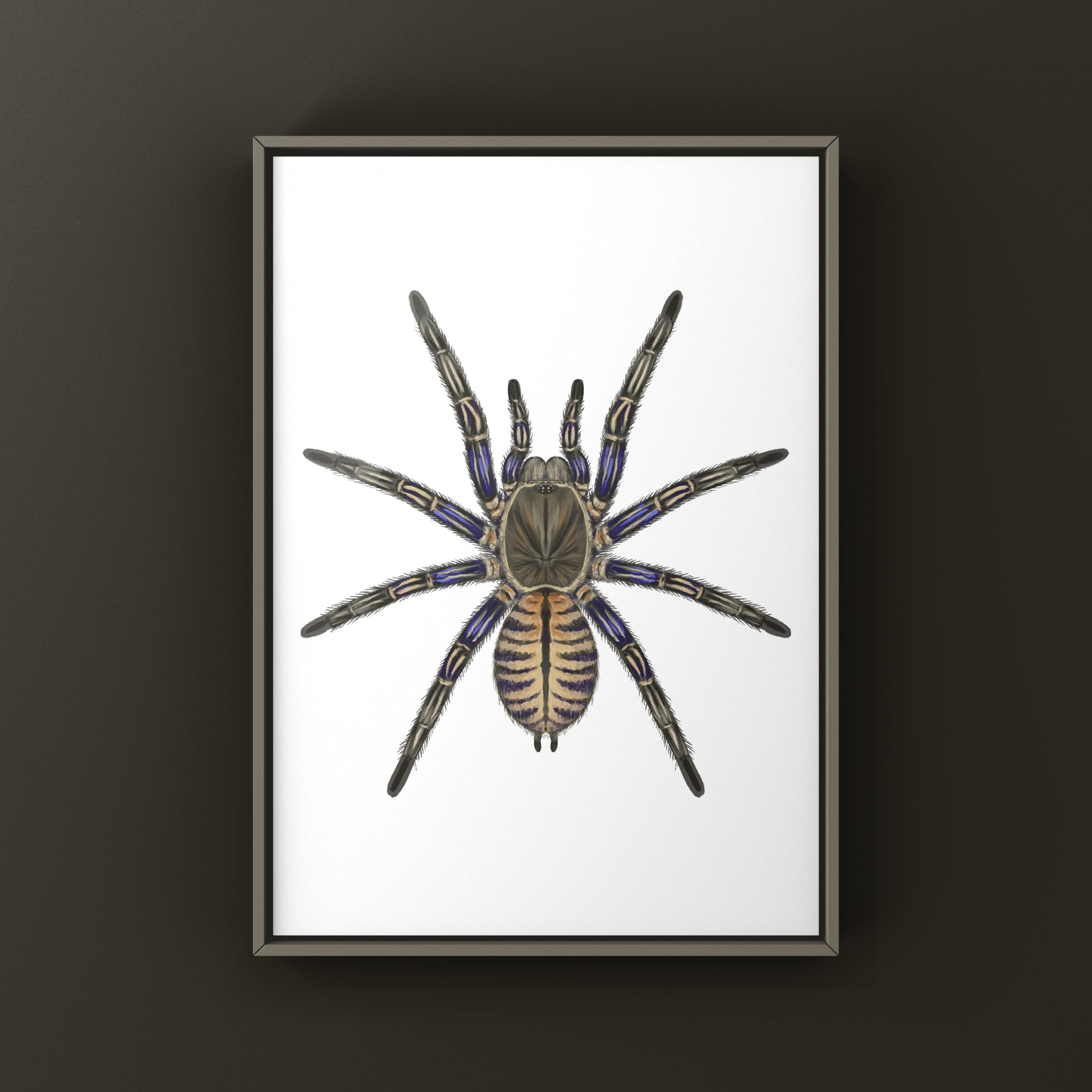 Purple Zebra Earth Tiger Tarantula, Cyriopagopus Albostriatus, Photographic Art Print from The Silk Ranch