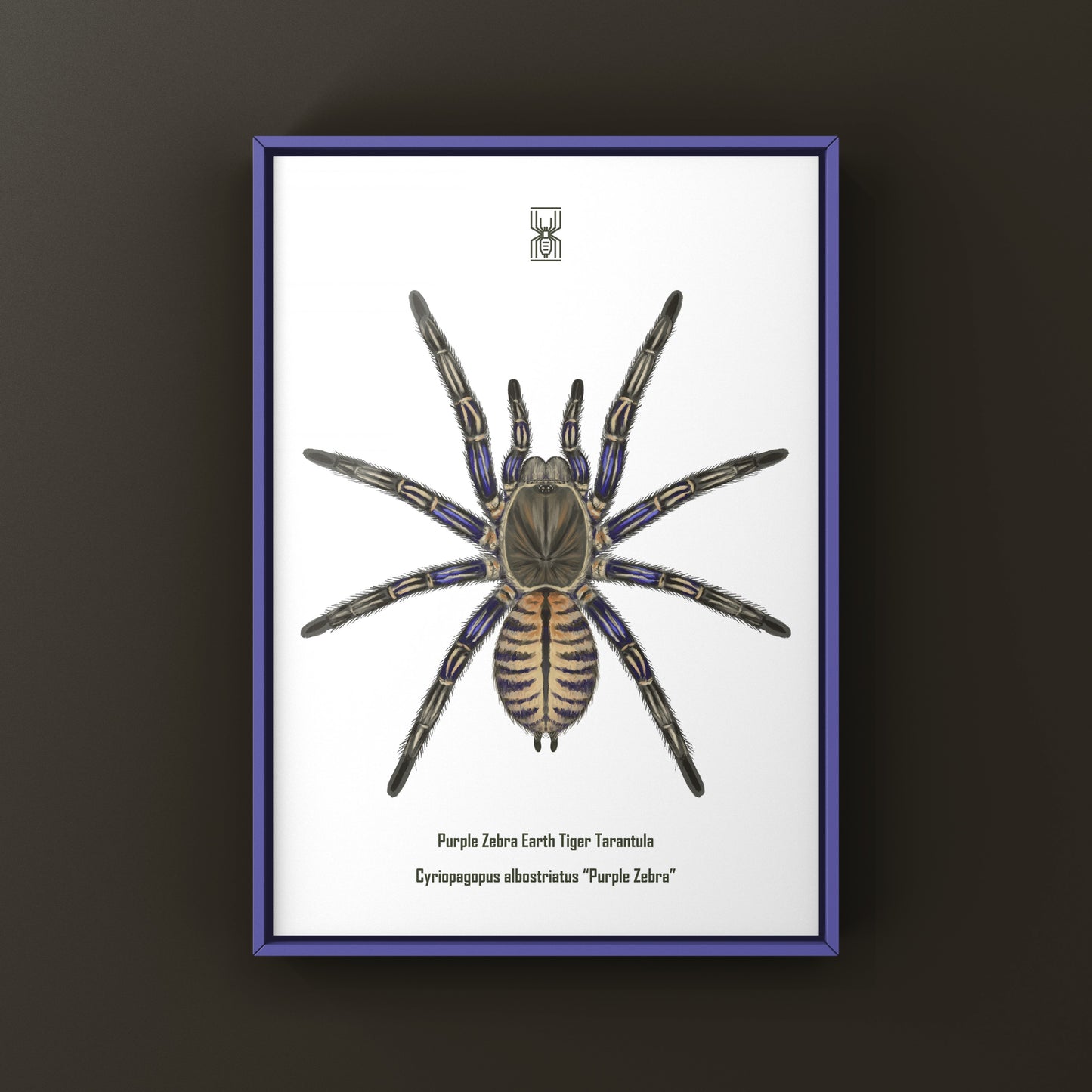 Purple Zebra Earth Tiger Tarantula, Cyriopagopus Albostriatus, Photographic Art Print from The Silk Ranch