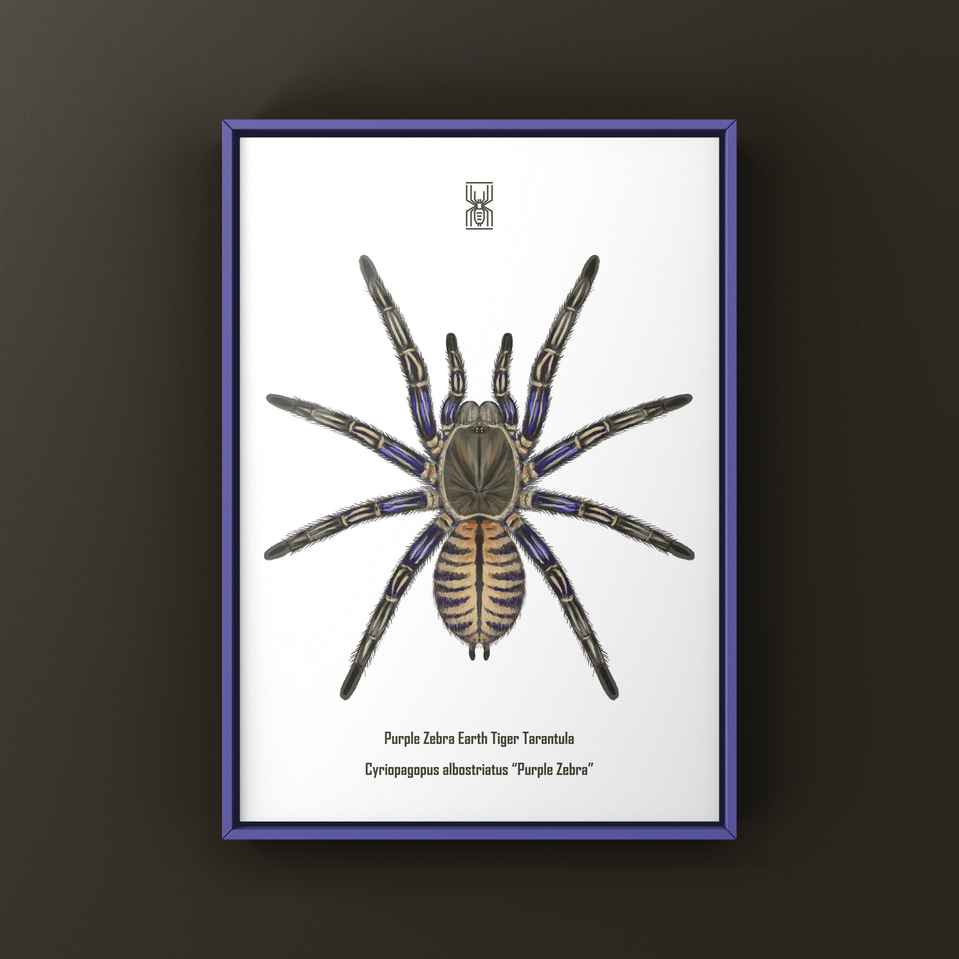 Purple Zebra Earth Tiger Tarantula, Cyriopagopus Albostriatus, Photographic Art Print from The Silk Ranch