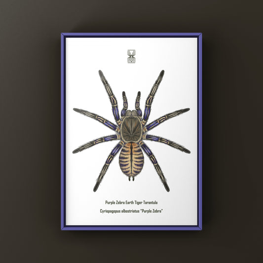 Purple Zebra Earth Tiger Tarantula, Cyriopagopus Albostriatus, Photographic Art Print from The Silk Ranch