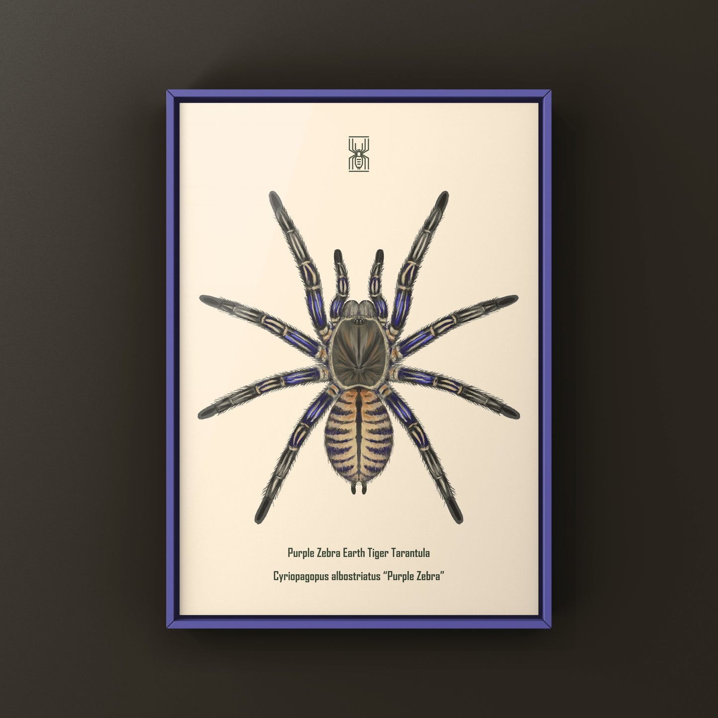 Purple Zebra Earth Tiger Tarantula, Cyriopagopus Albostriatus, Photographic Art Print from The Silk Ranch
