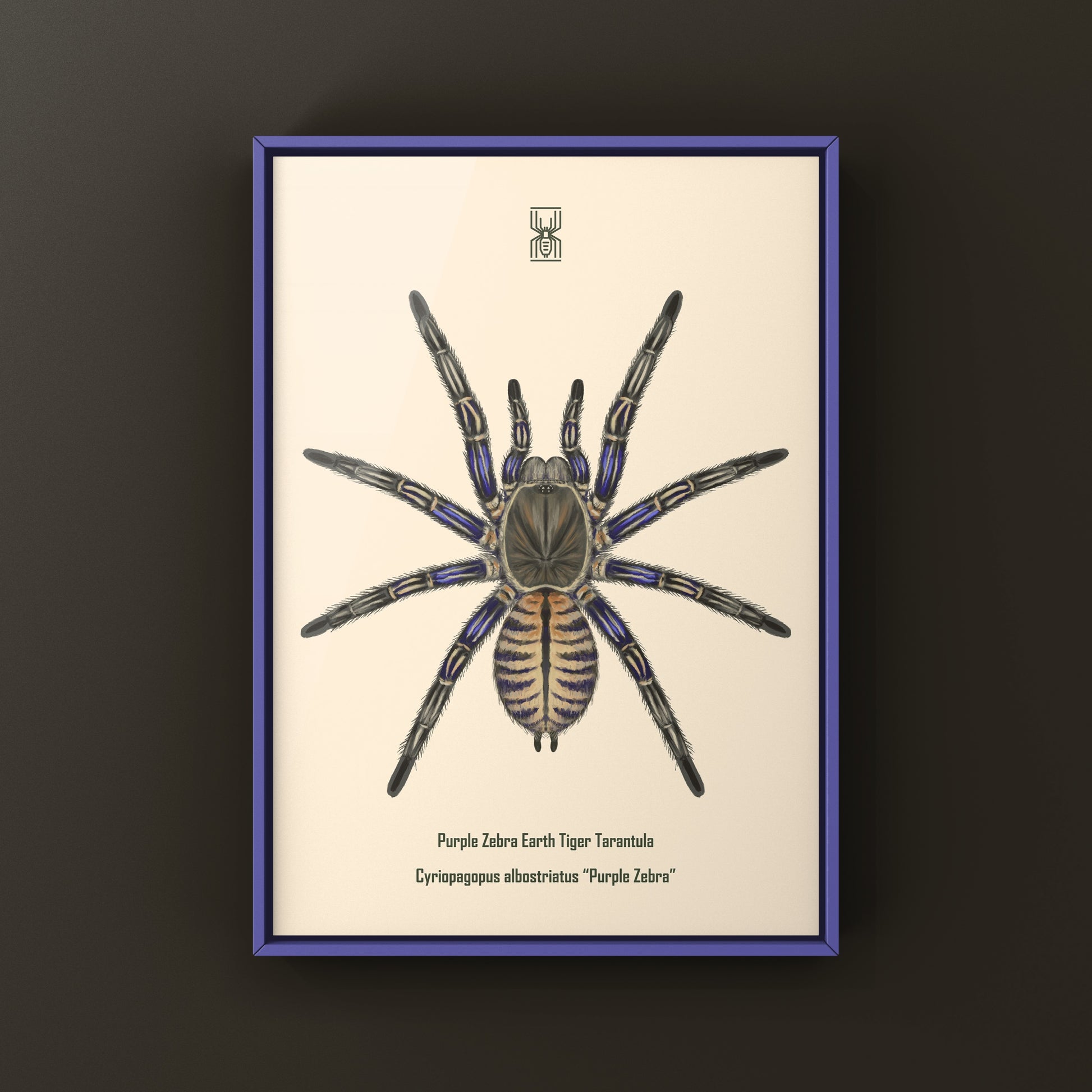 Purple Zebra Earth Tiger Tarantula, Cyriopagopus Albostriatus, Photographic Art Print from The Silk Ranch
