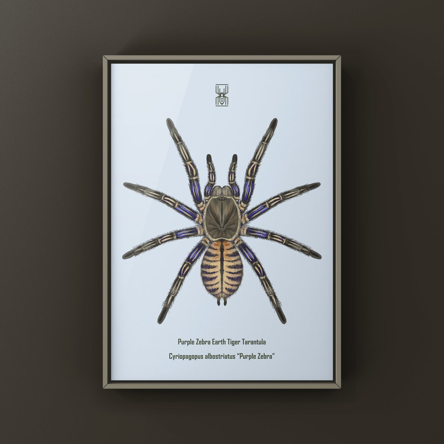 Purple Zebra Earth Tiger Tarantula, Cyriopagopus Albostriatus, Photographic Art Print from The Silk Ranch
