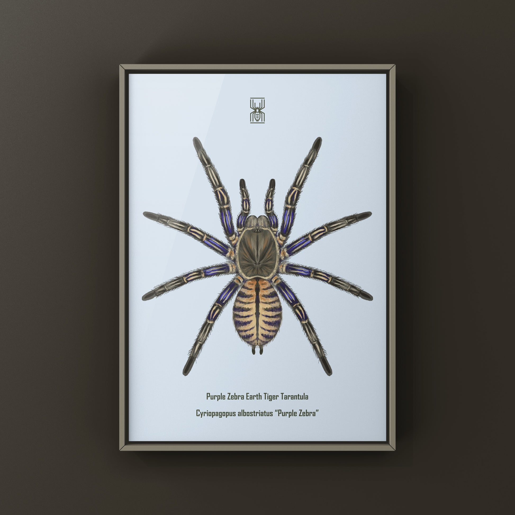 Purple Zebra Earth Tiger Tarantula, Cyriopagopus Albostriatus, Photographic Art Print from The Silk Ranch