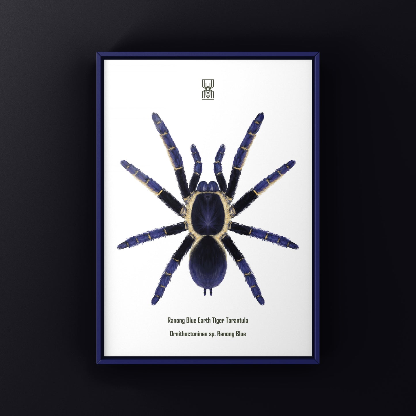 Ranong Blue Earth Tiger Tarantula, Ornithoctoninae sp. Ranong Blue, Photographic Art Print from The Silk Ranch