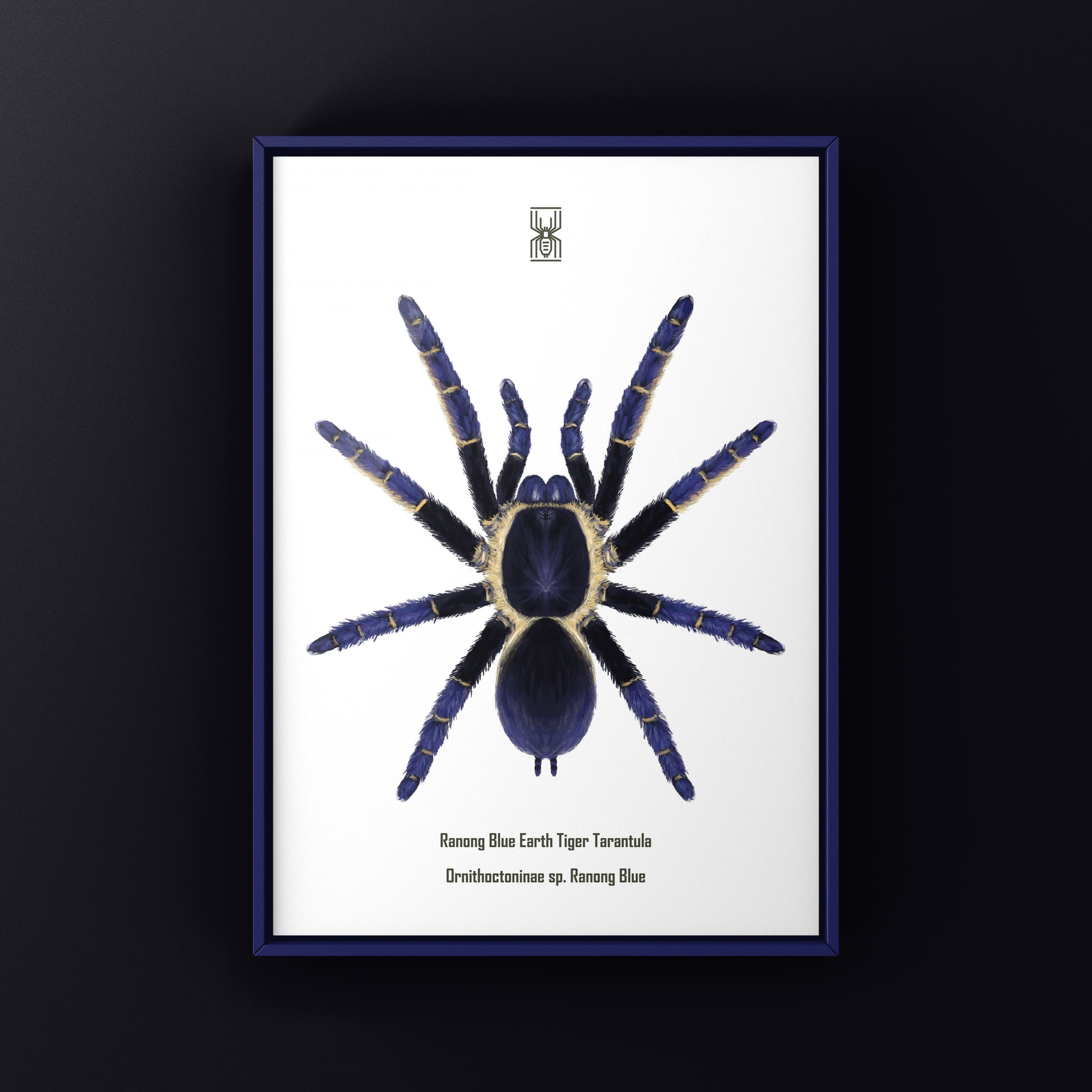 Ranong Blue Earth Tiger Tarantula, Ornithoctoninae sp. Ranong Blue, Photographic Art Print from The Silk Ranch