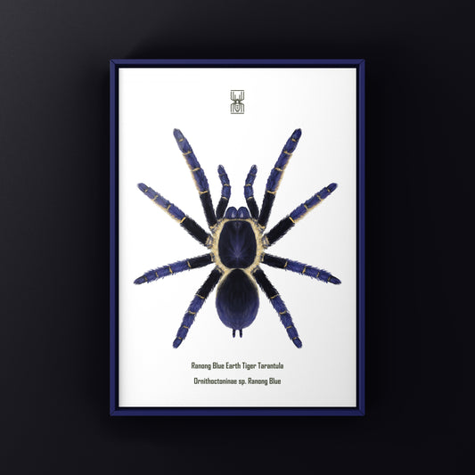 Ranong Blue Earth Tiger Tarantula, Ornithoctoninae sp. Ranong Blue, Photographic Art Print from The Silk Ranch