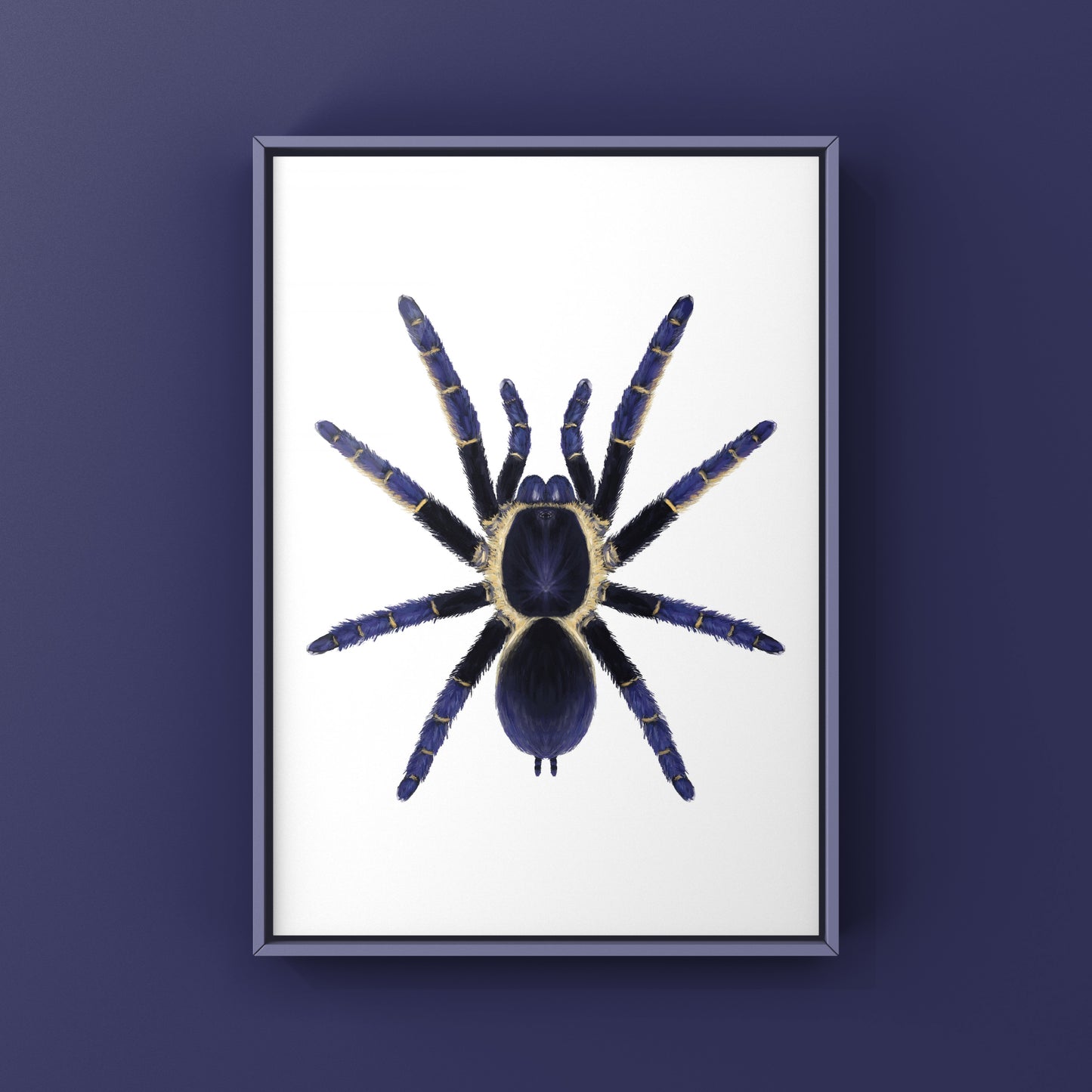 Ranong Blue Earth Tiger Tarantula, Ornithoctoninae sp. Ranong Blue, Photographic Art Print from The Silk Ranch