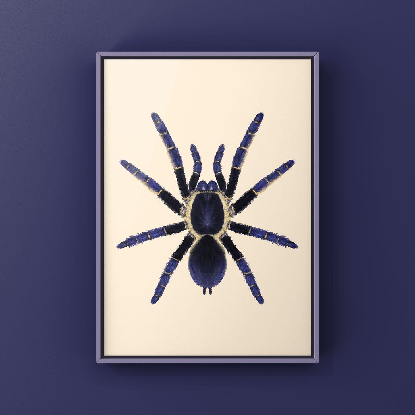 Ranong Blue Earth Tiger Tarantula, Ornithoctoninae sp. Ranong Blue, Photographic Art Print from The Silk Ranch
