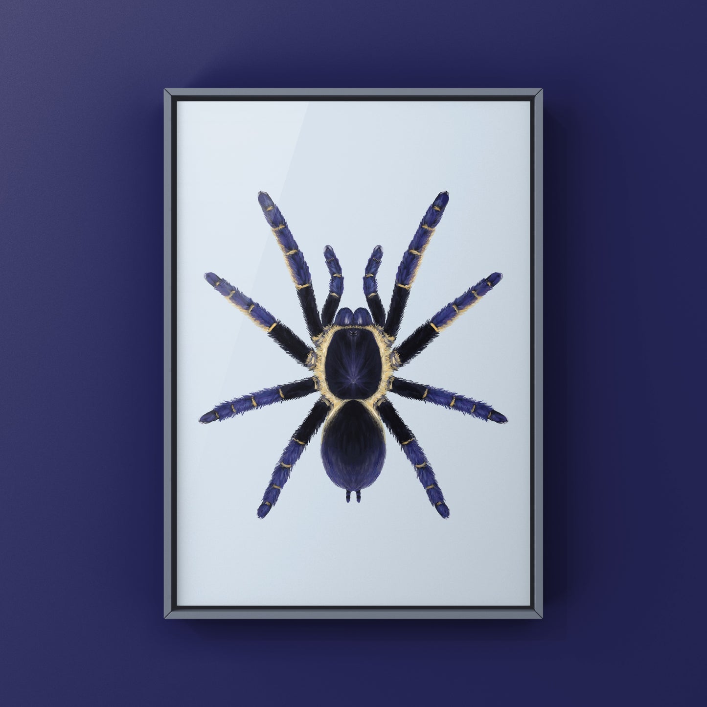 Ranong Blue Earth Tiger Tarantula, Ornithoctoninae sp. Ranong Blue, Photographic Art Print from The Silk Ranch