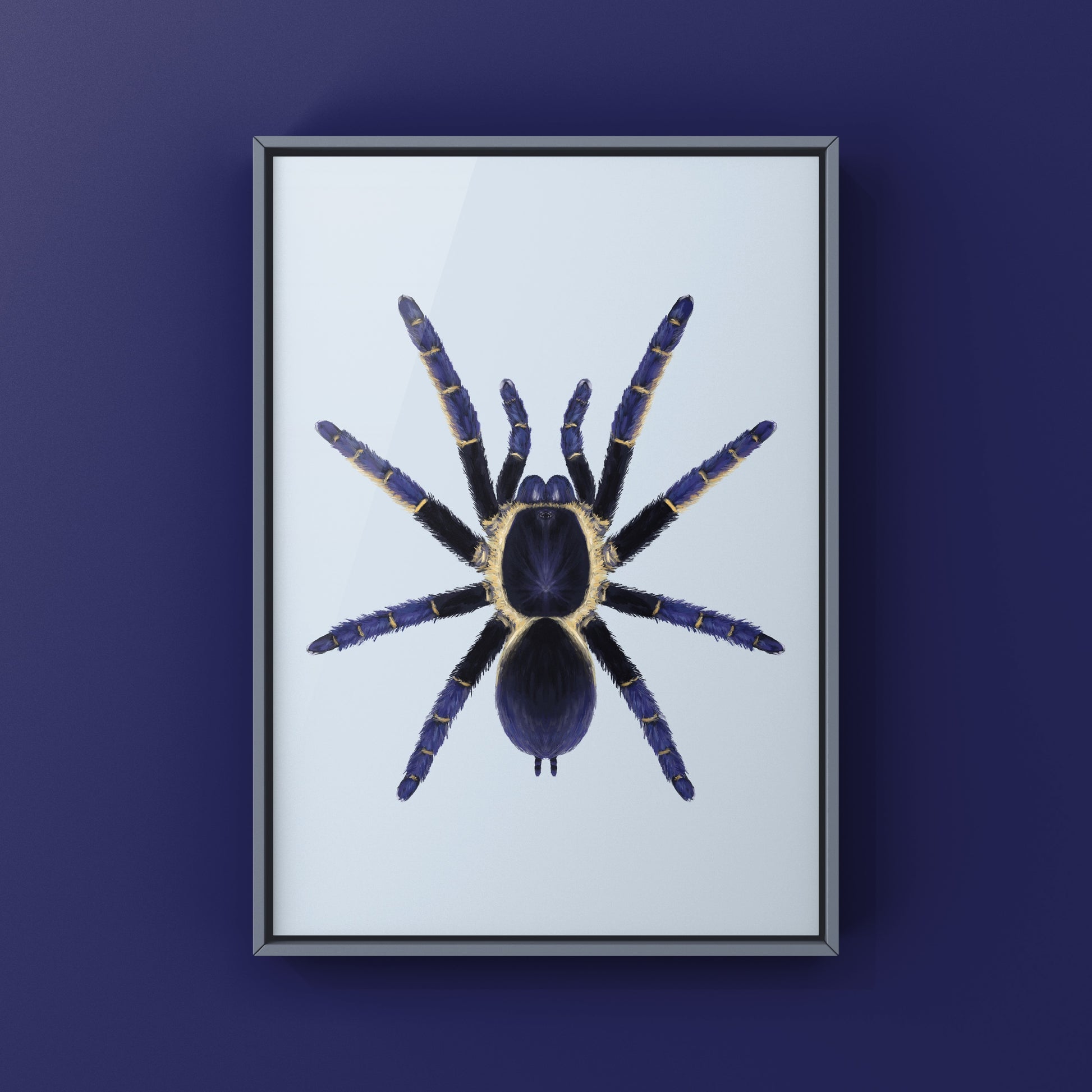 Ranong Blue Earth Tiger Tarantula, Ornithoctoninae sp. Ranong Blue, Photographic Art Print from The Silk Ranch