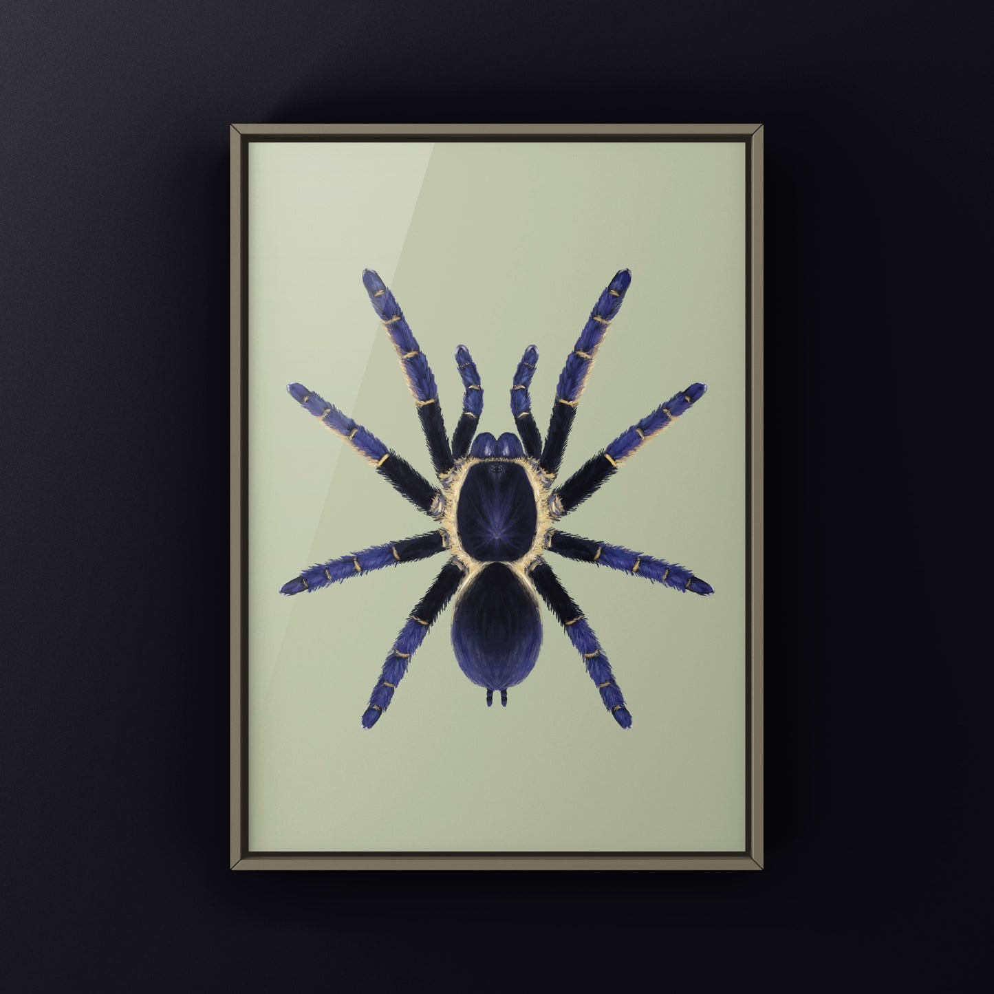 Ranong Blue Earth Tiger Tarantula, Ornithoctoninae sp. Ranong Blue, Photographic Art Print from The Silk Ranch
