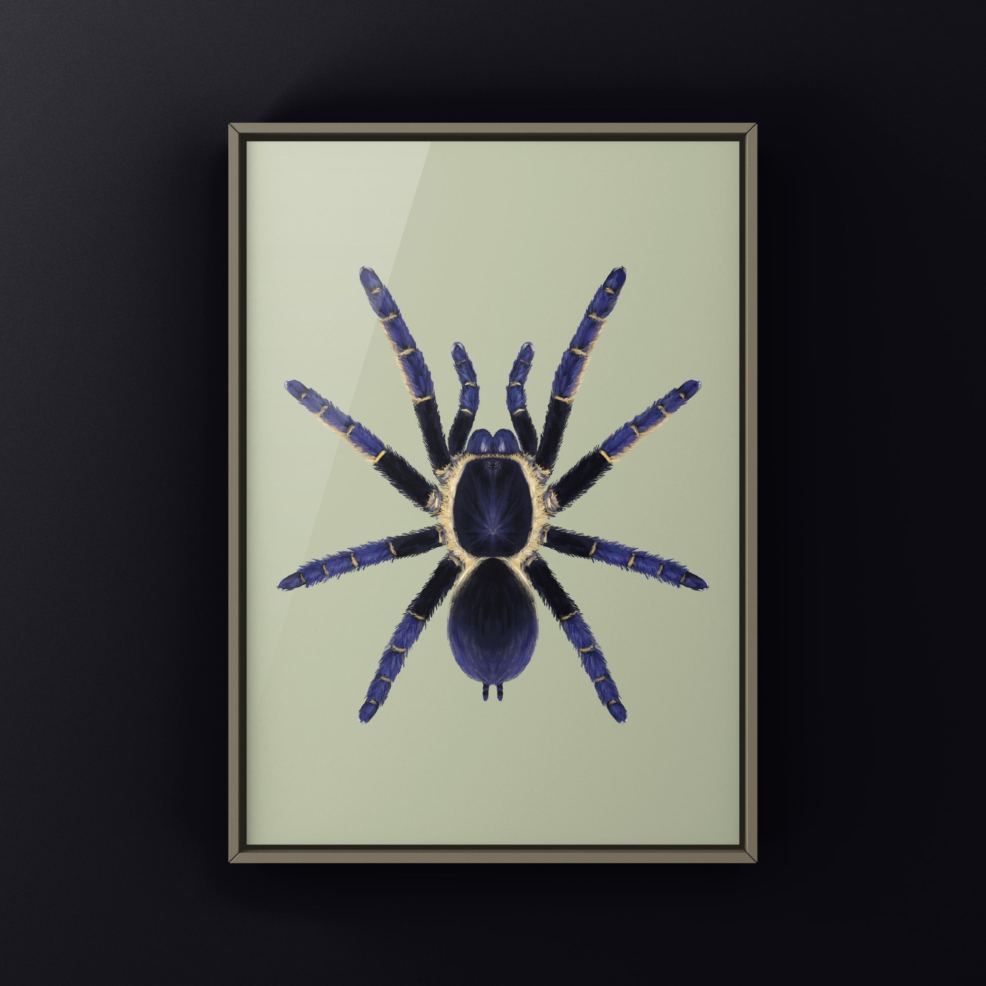 Ranong Blue Earth Tiger Tarantula, Ornithoctoninae sp. Ranong Blue, Photographic Art Print from The Silk Ranch