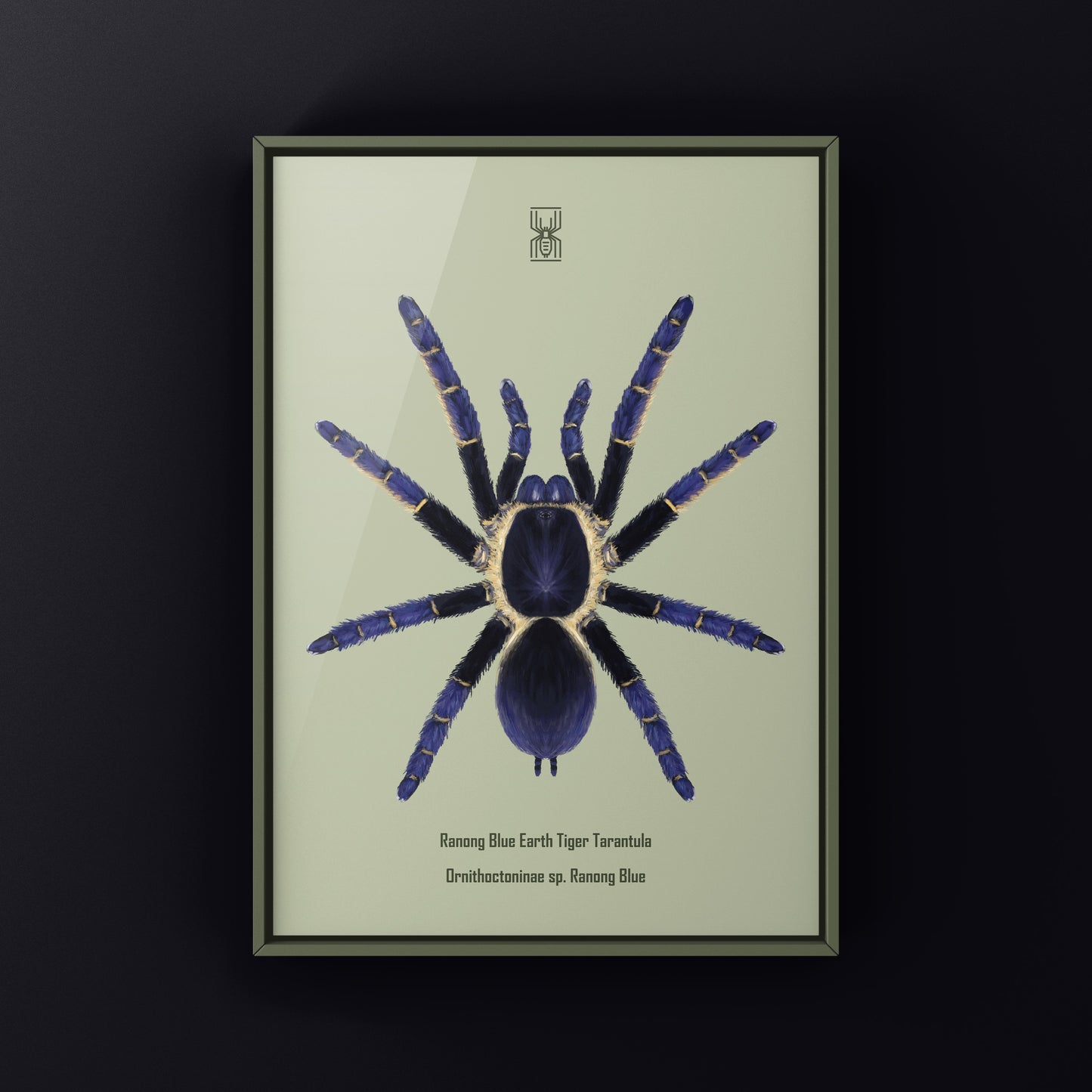 Ranong Blue Earth Tiger Tarantula, Ornithoctoninae sp. Ranong Blue, Photographic Art Print from The Silk Ranch