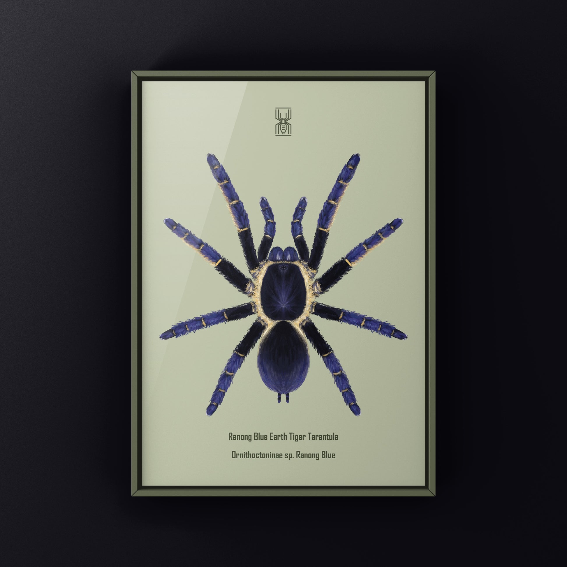 Ranong Blue Earth Tiger Tarantula, Ornithoctoninae sp. Ranong Blue, Photographic Art Print from The Silk Ranch