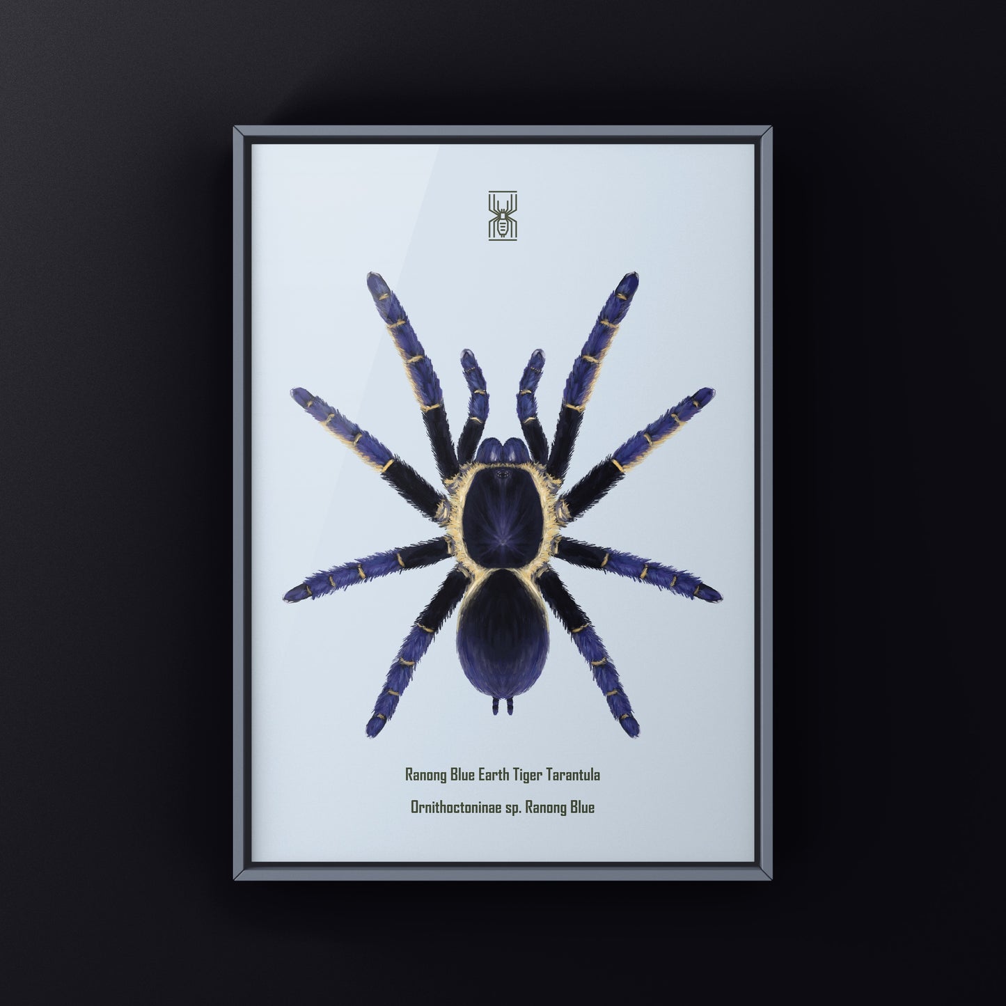 Ranong Blue Earth Tiger Tarantula, Ornithoctoninae sp. Ranong Blue, Photographic Art Print from The Silk Ranch