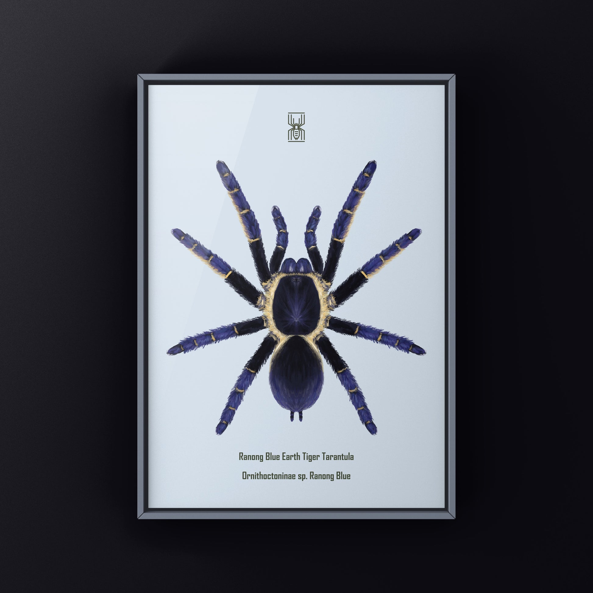 Ranong Blue Earth Tiger Tarantula, Ornithoctoninae sp. Ranong Blue, Photographic Art Print from The Silk Ranch