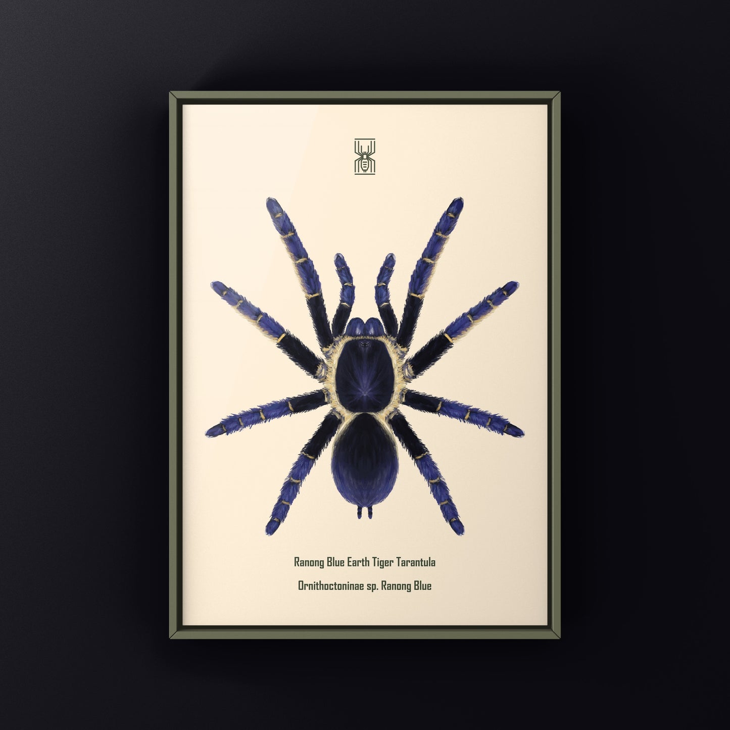 Ranong Blue Earth Tiger Tarantula, Ornithoctoninae sp. Ranong Blue, Photographic Art Print from The Silk Ranch