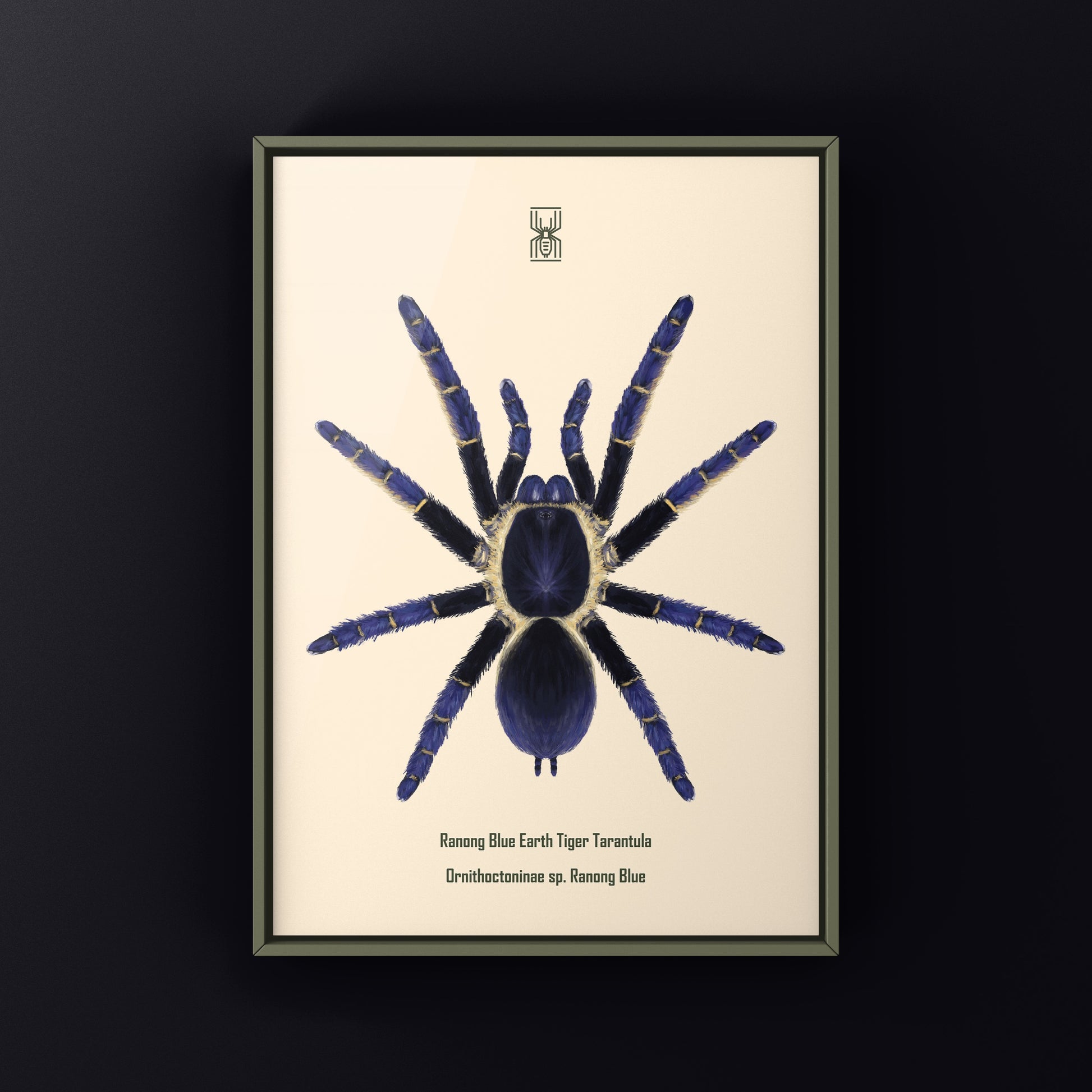 Ranong Blue Earth Tiger Tarantula, Ornithoctoninae sp. Ranong Blue, Photographic Art Print from The Silk Ranch