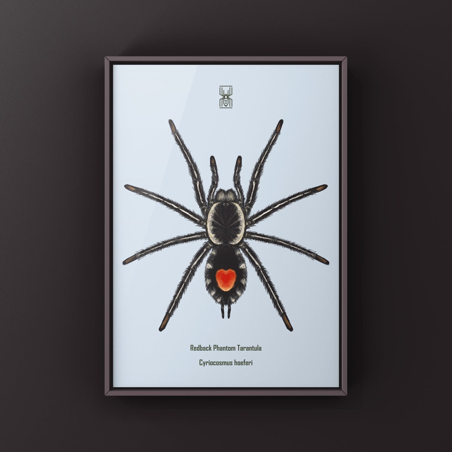 Photographic art print of a Redback Phantom Tarantula (Cyriocosmus Hoeferi) showcasing detailed coloration and intricate spider features.