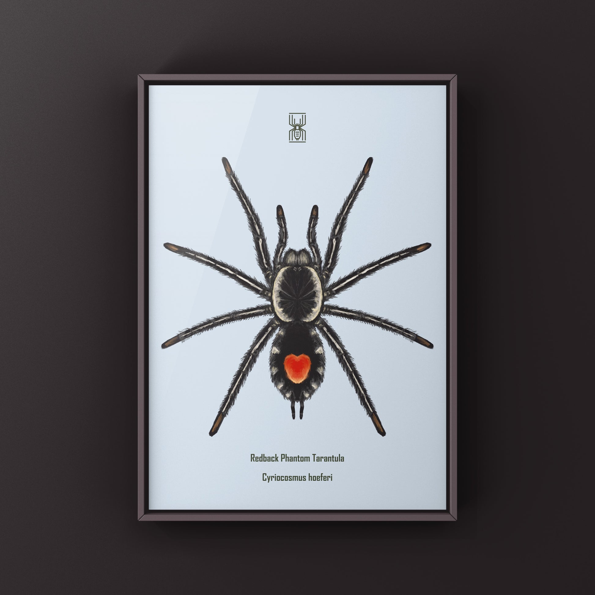 Photographic art print of a Redback Phantom Tarantula (Cyriocosmus Hoeferi) showcasing detailed coloration and intricate spider features.