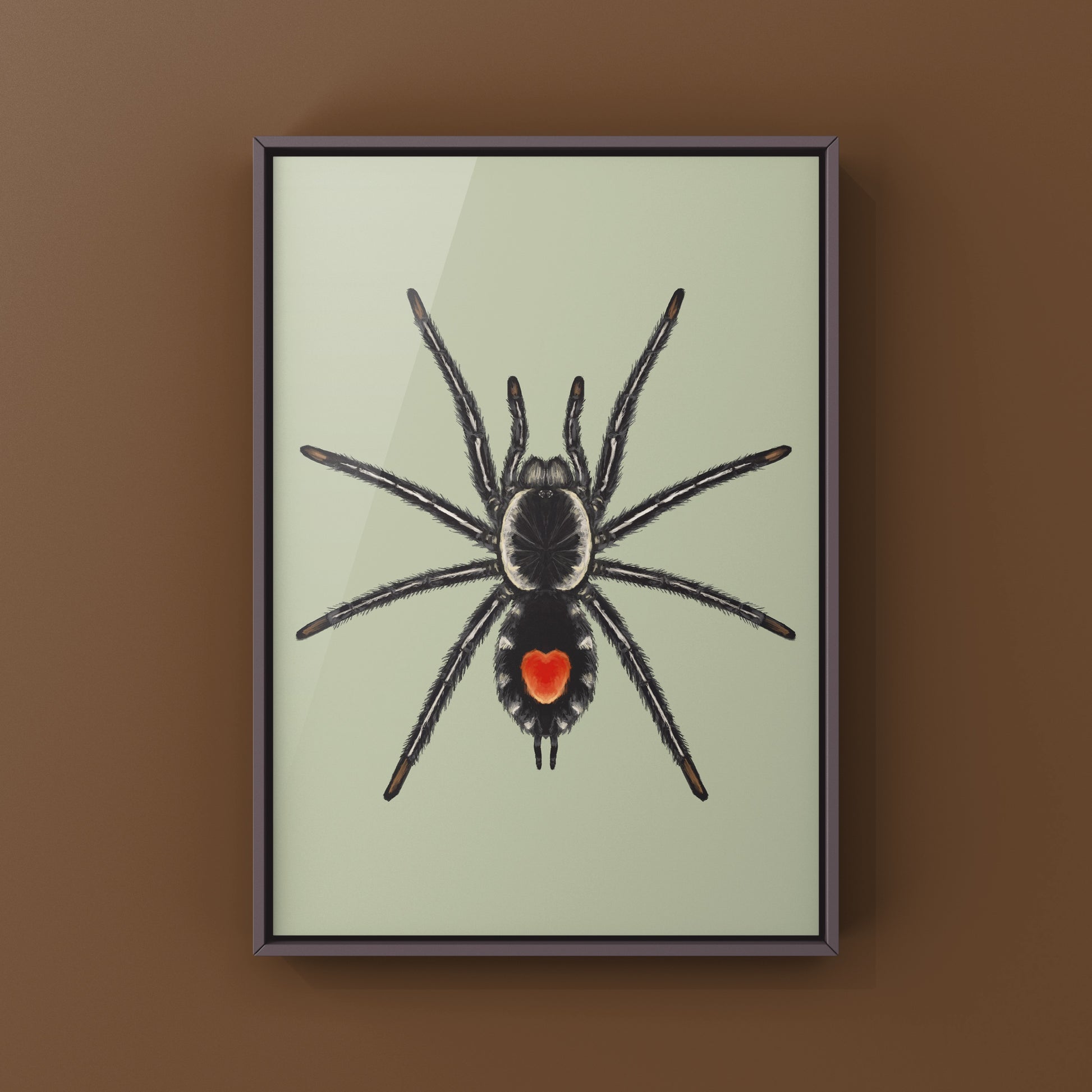 Photographic art print of a Redback Phantom Tarantula (Cyriocosmus Hoeferi) with detailed close-up of the arachnid's vibrant features.