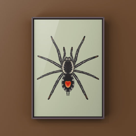 Redback Phantom Tarantula, Cyriocosmus Hoeferi, Photographic Art Print from The Silk Ranch