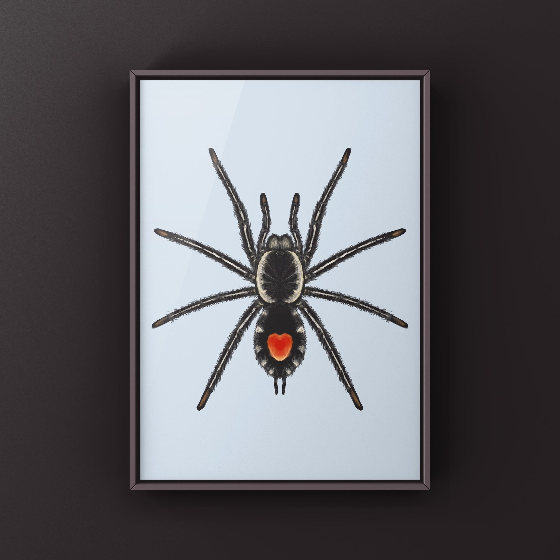 Photographic art print of a Redback Phantom Tarantula (Cyriocosmus Hoeferi) with detailed close-up image showcasing its vibrant colors.