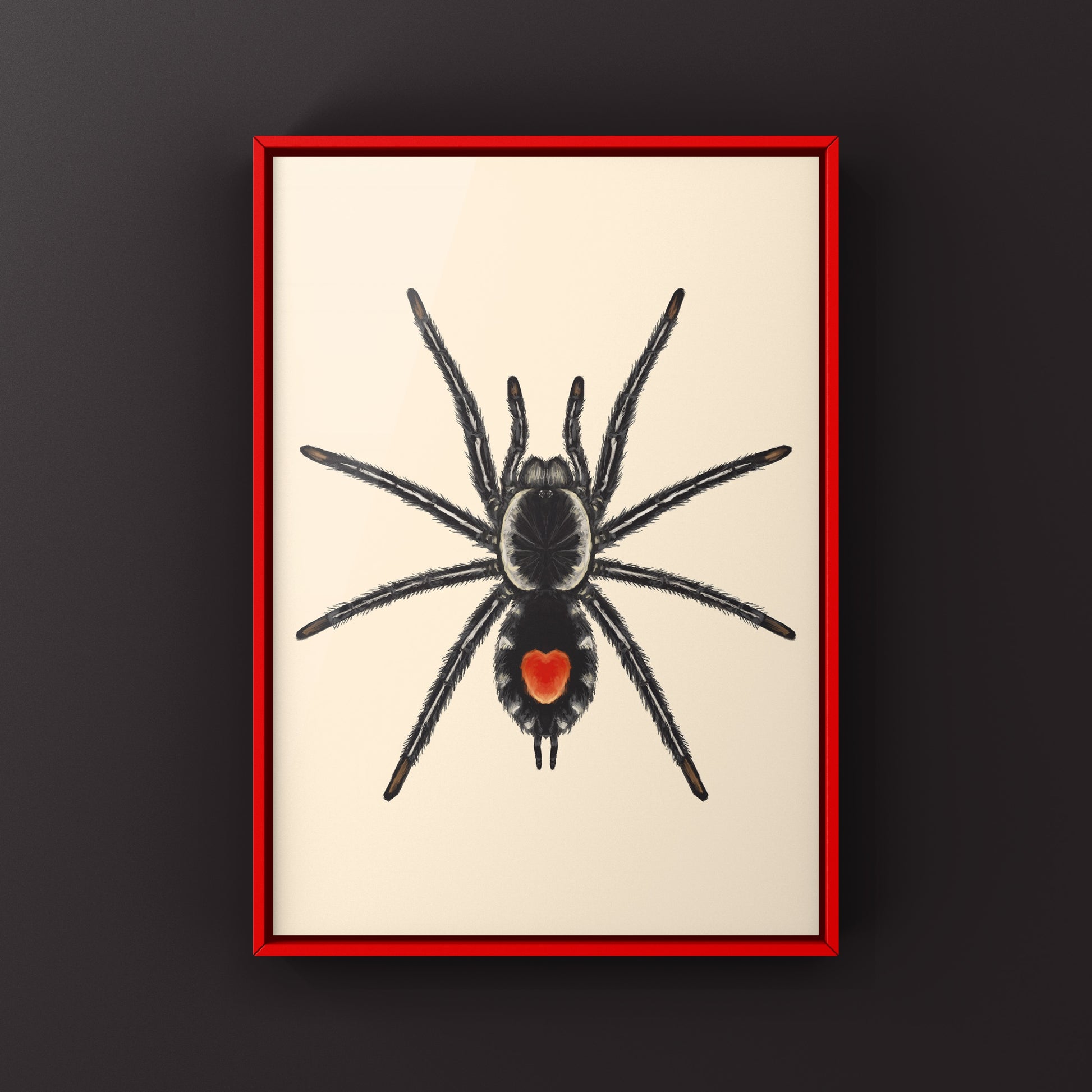 Photographic art print of a Redback Phantom Tarantula (Cyriocosmus Hoeferi) by The Silk Ranch, showcasing detailed spider imagery.