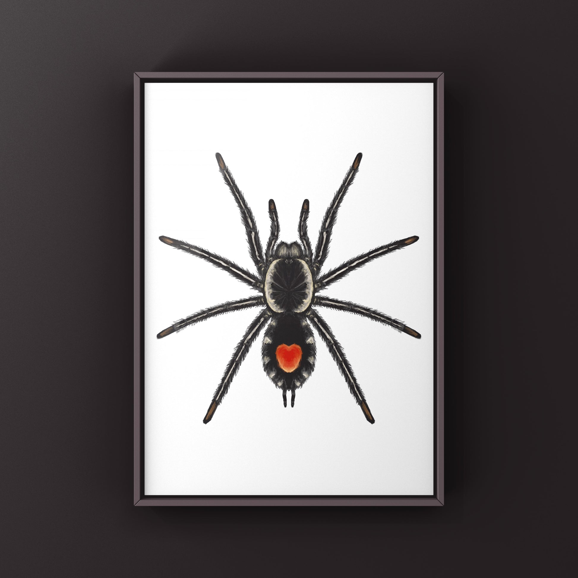 Photographic art print of a Redback Phantom Tarantula (Cyriocosmus Hoeferi) showcasing detailed close-up of its vibrant body.