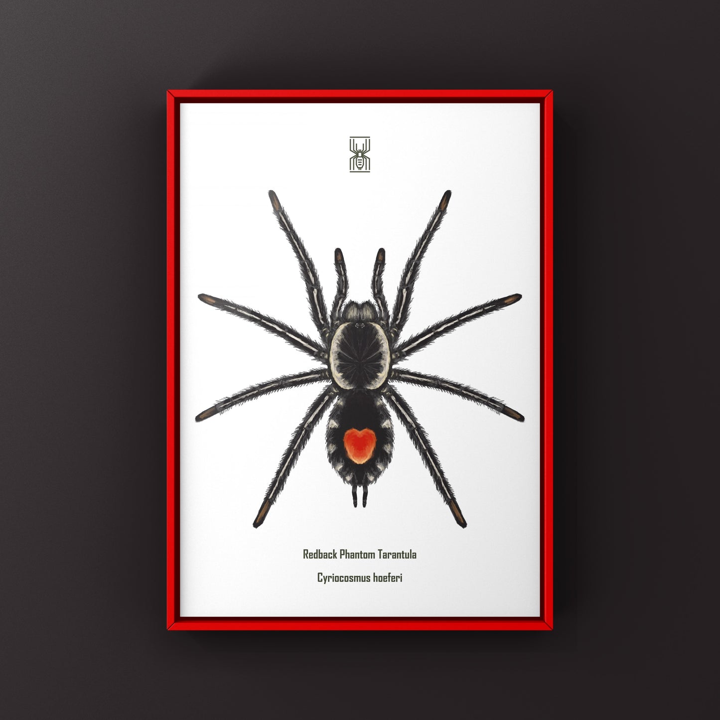 Photographic art print of a Redback Phantom Tarantula (Cyriocosmus Hoeferi) showcasing vibrant colors and intricate details.