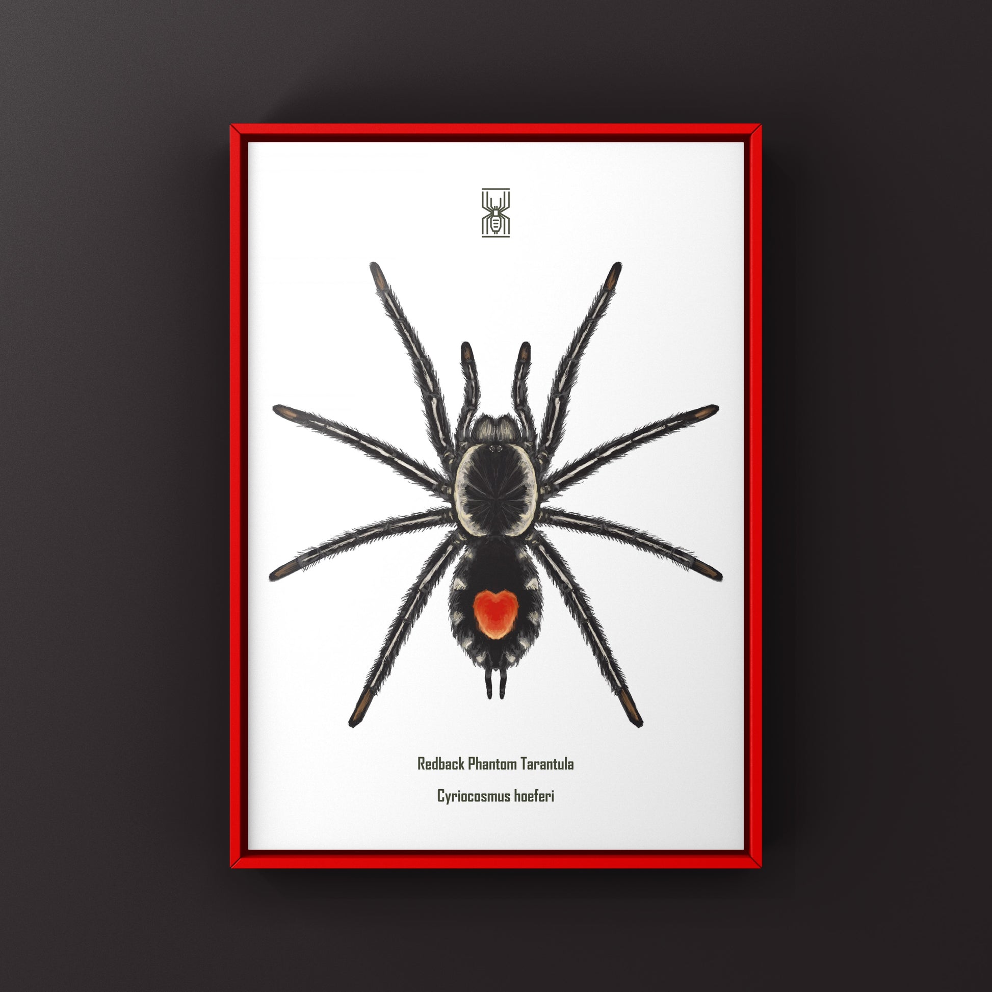 Photographic art print of a Redback Phantom Tarantula (Cyriocosmus Hoeferi) showcasing vibrant colors and intricate details.