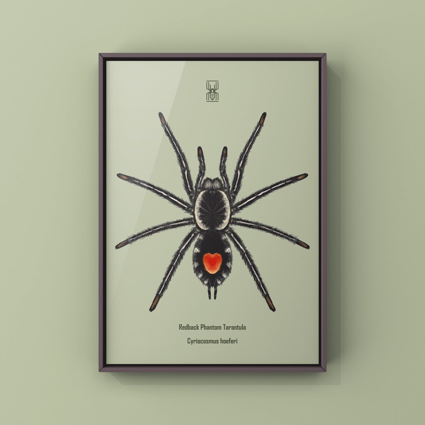 Photographic art print of a Redback Phantom Tarantula (Cyriocosmus Hoeferi) displaying detailed spider features and vibrant colors.