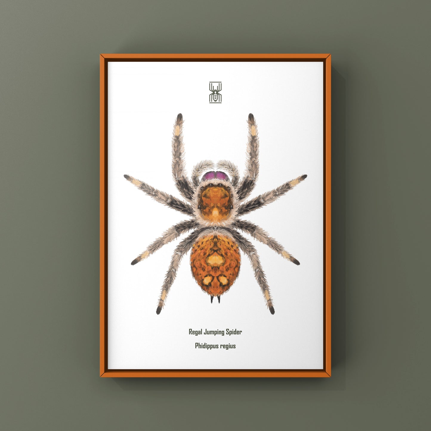 Regal Jumping Spider, Phidippus Regius, Photographic Art Print from The Silk Ranch