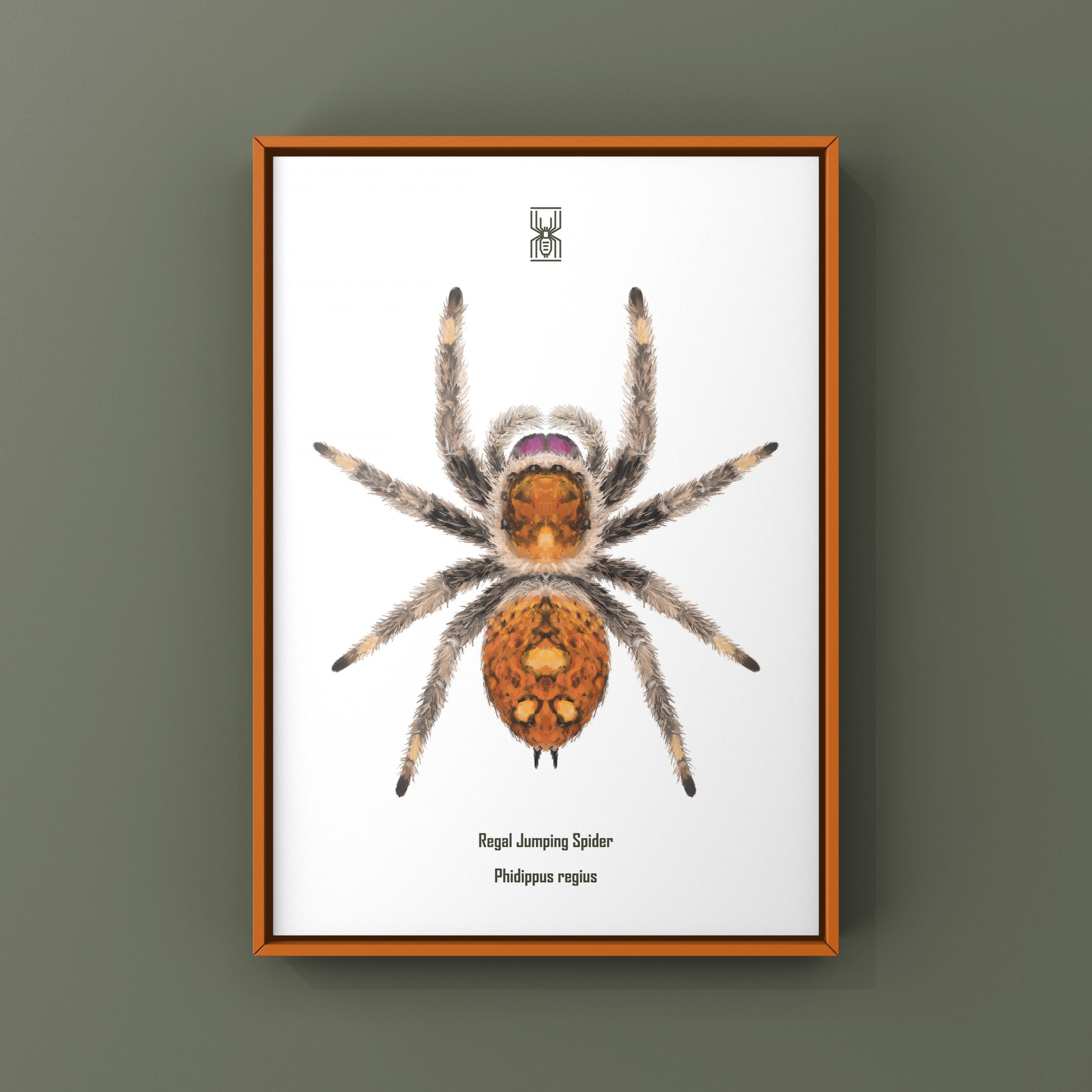 Regal Jumping Spider, Phidippus Regius, Photographic Art Print from The Silk Ranch