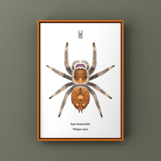 Regal Jumping Spider, Phidippus Regius, Photographic Art Print from The Silk Ranch