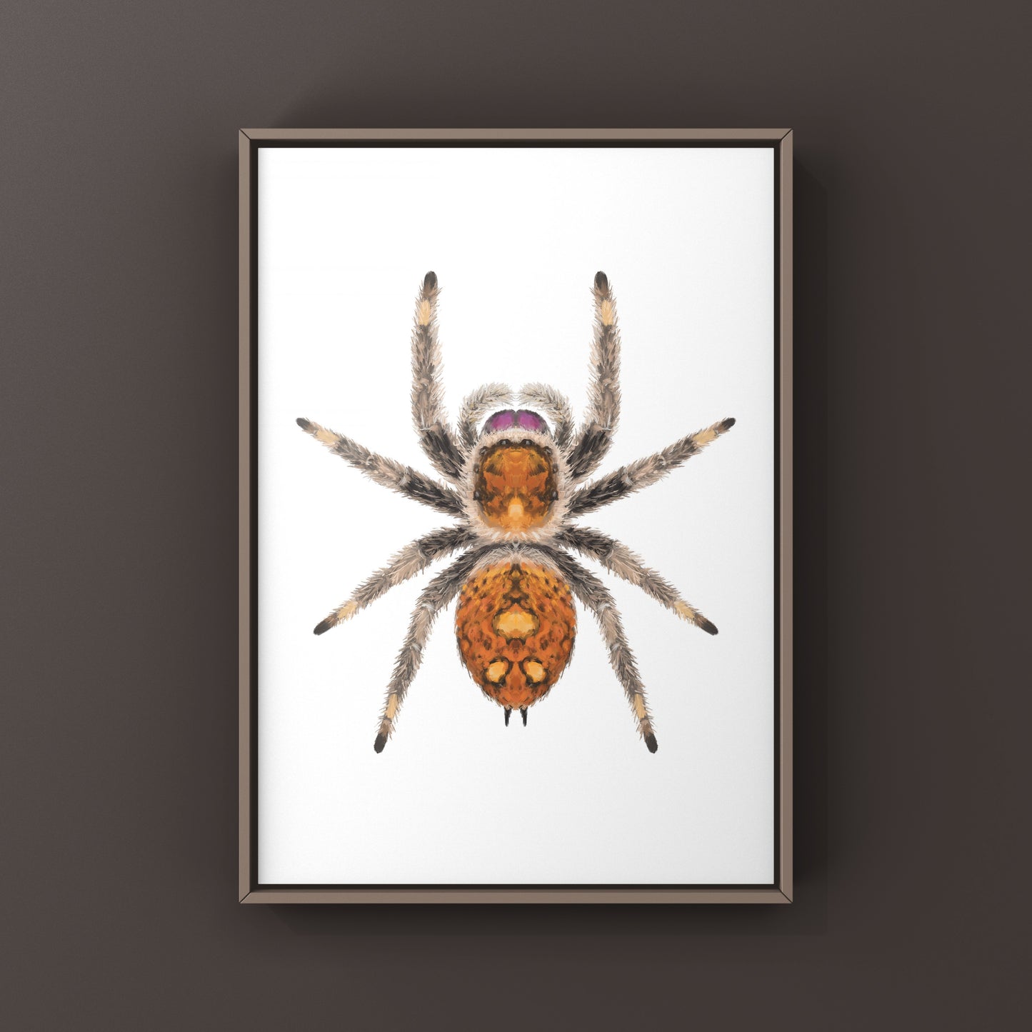 Regal Jumping Spider, Phidippus Regius, Photographic Art Print from The Silk Ranch