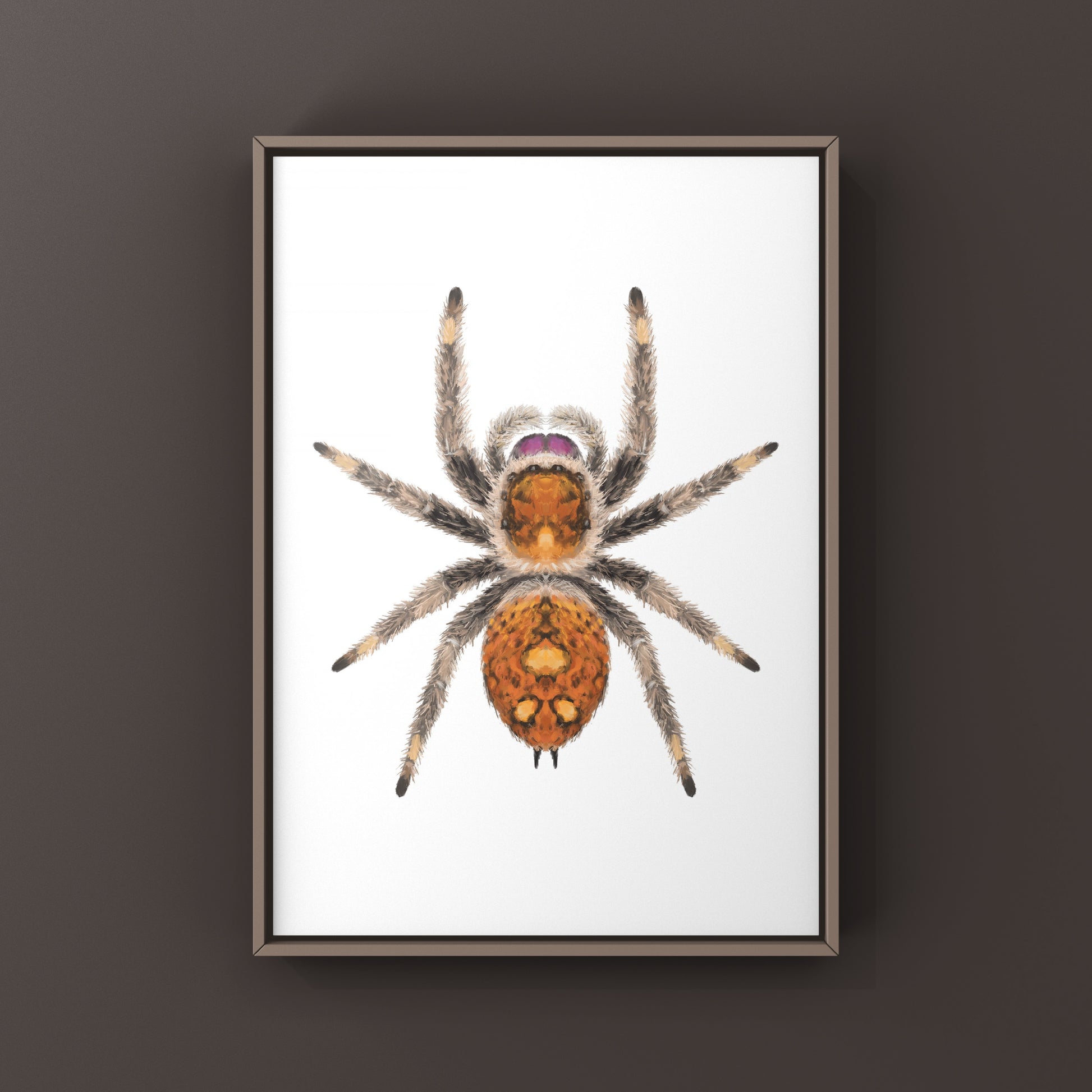 Regal Jumping Spider, Phidippus Regius, Photographic Art Print from The Silk Ranch