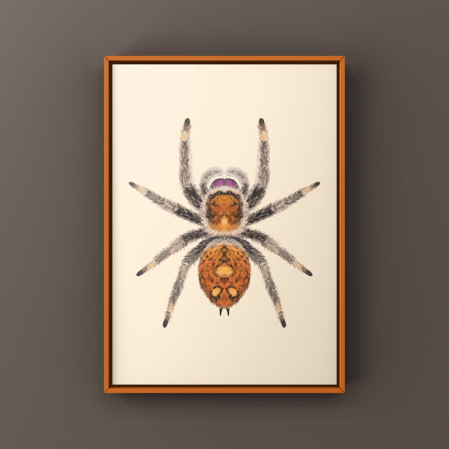 Regal Jumping Spider, Phidippus Regius, Photographic Art Print from The Silk Ranch
