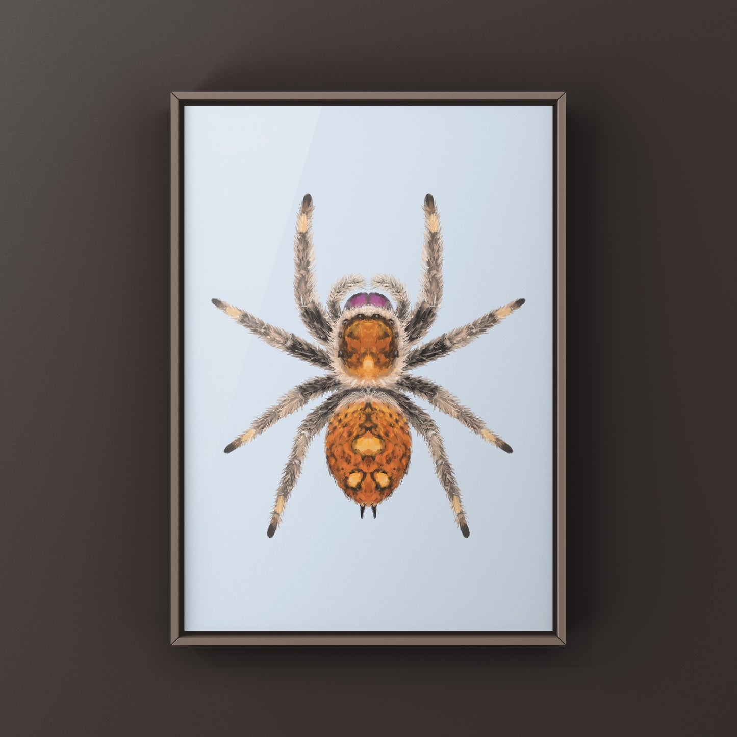 Regal Jumping Spider, Phidippus Regius, Photographic Art Print from The Silk Ranch