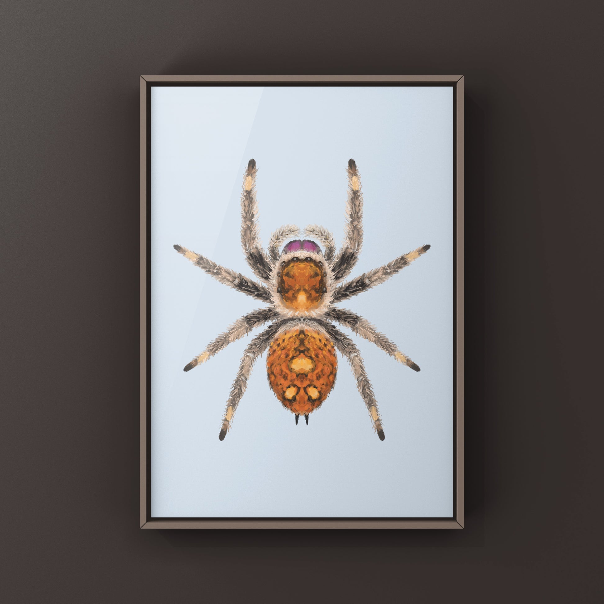 Regal Jumping Spider, Phidippus Regius, Photographic Art Print from The Silk Ranch