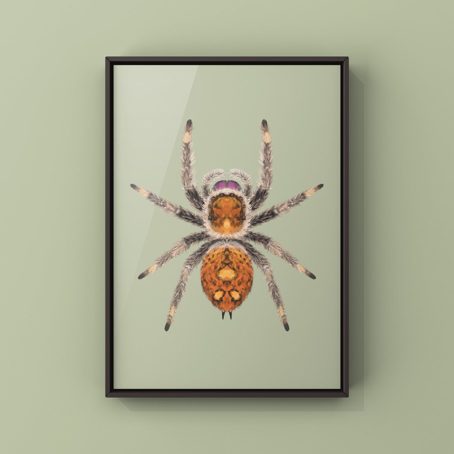 Regal Jumping Spider, Phidippus Regius, Photographic Art Print from The Silk Ranch