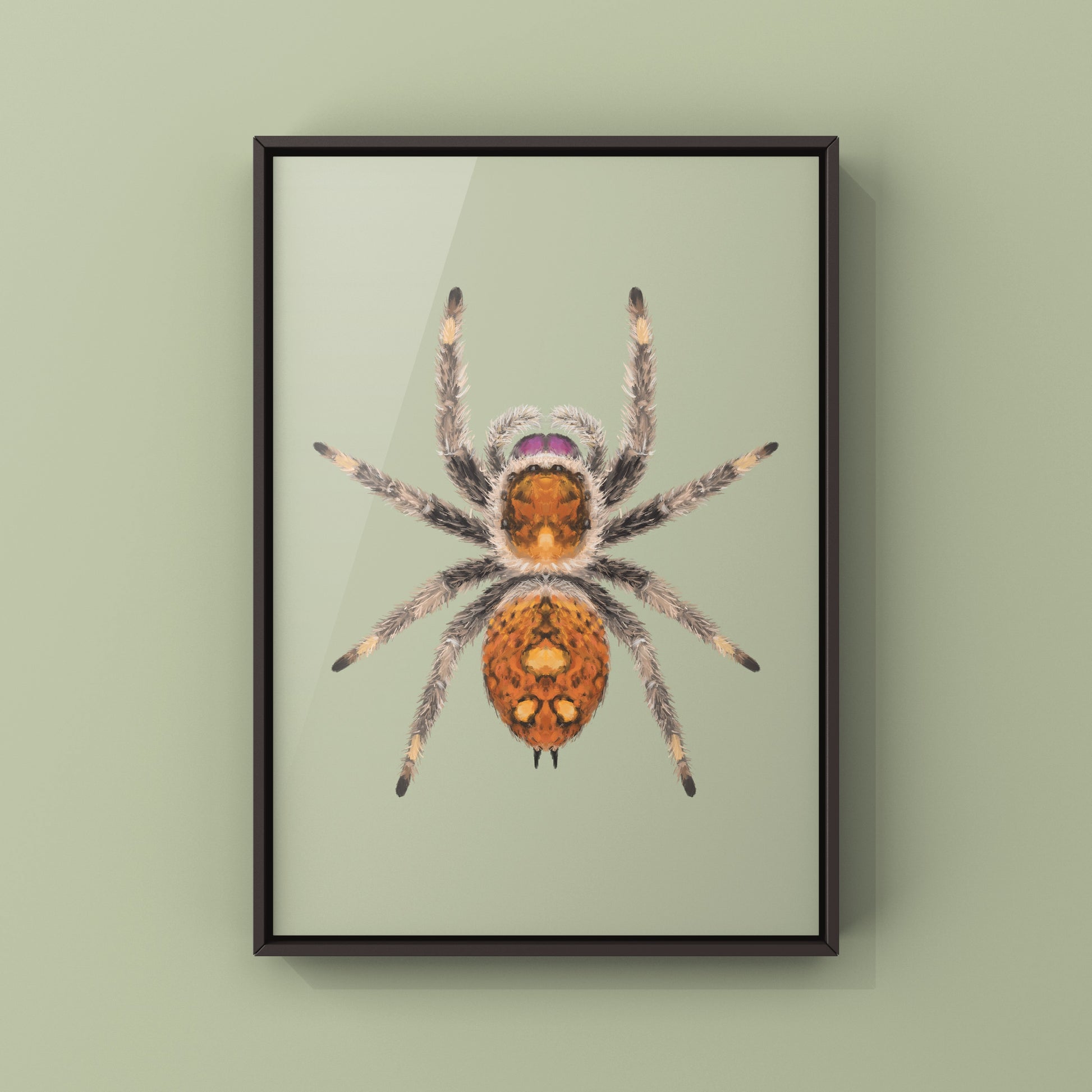 Regal Jumping Spider, Phidippus Regius, Photographic Art Print from The Silk Ranch