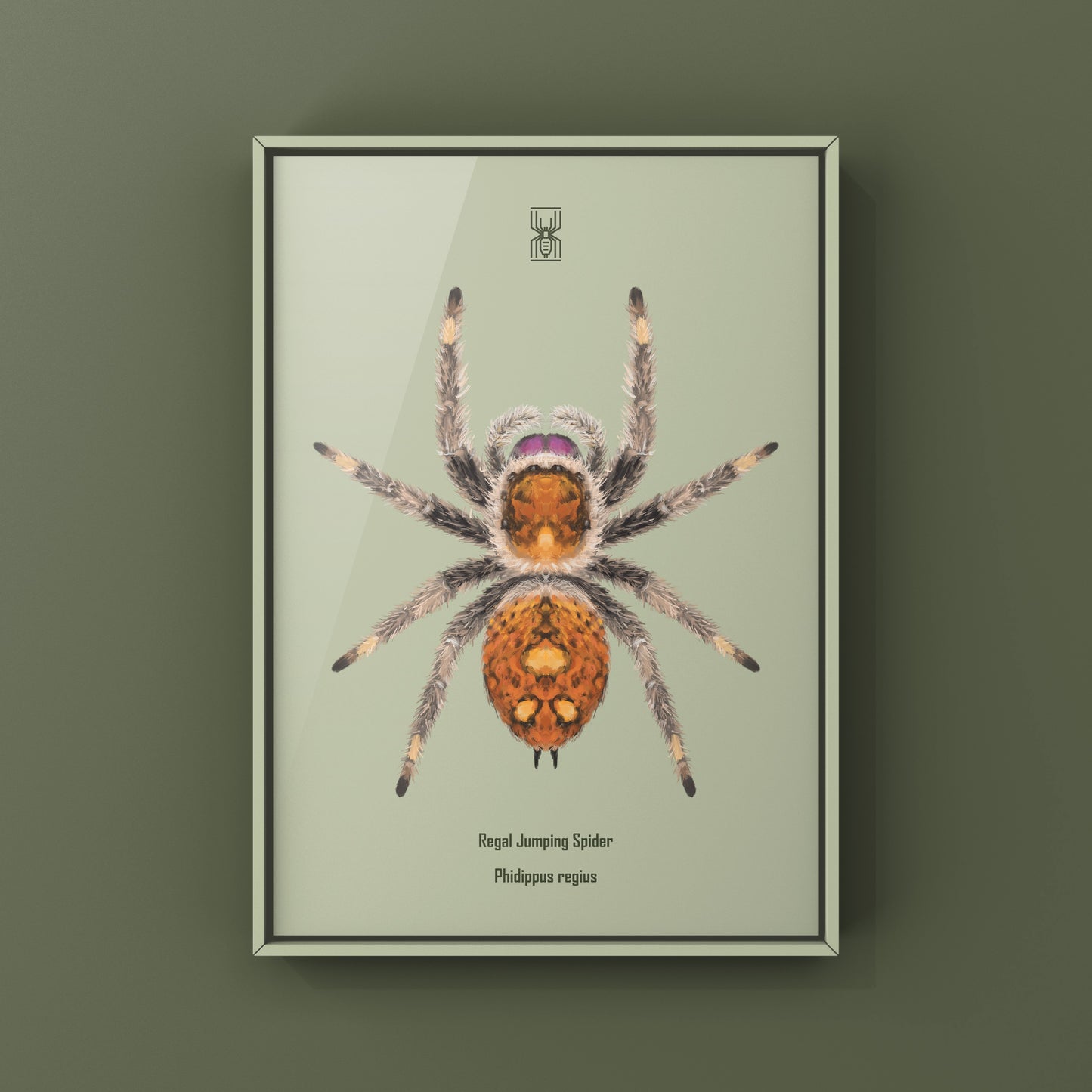 Regal Jumping Spider, Phidippus Regius, Photographic Art Print from The Silk Ranch