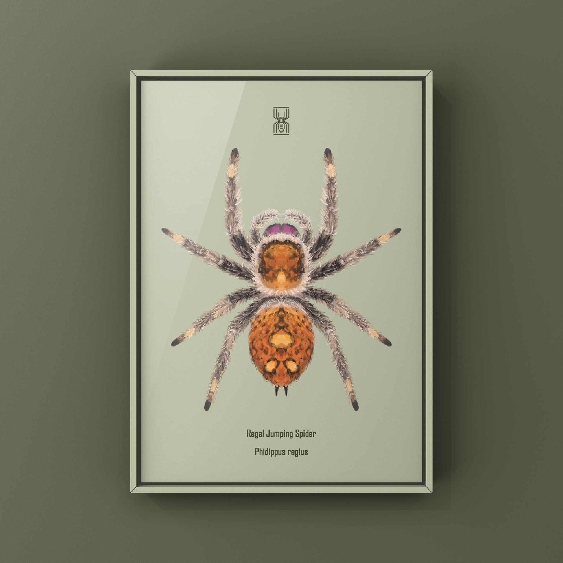Regal Jumping Spider, Phidippus Regius, Photographic Art Print from The Silk Ranch