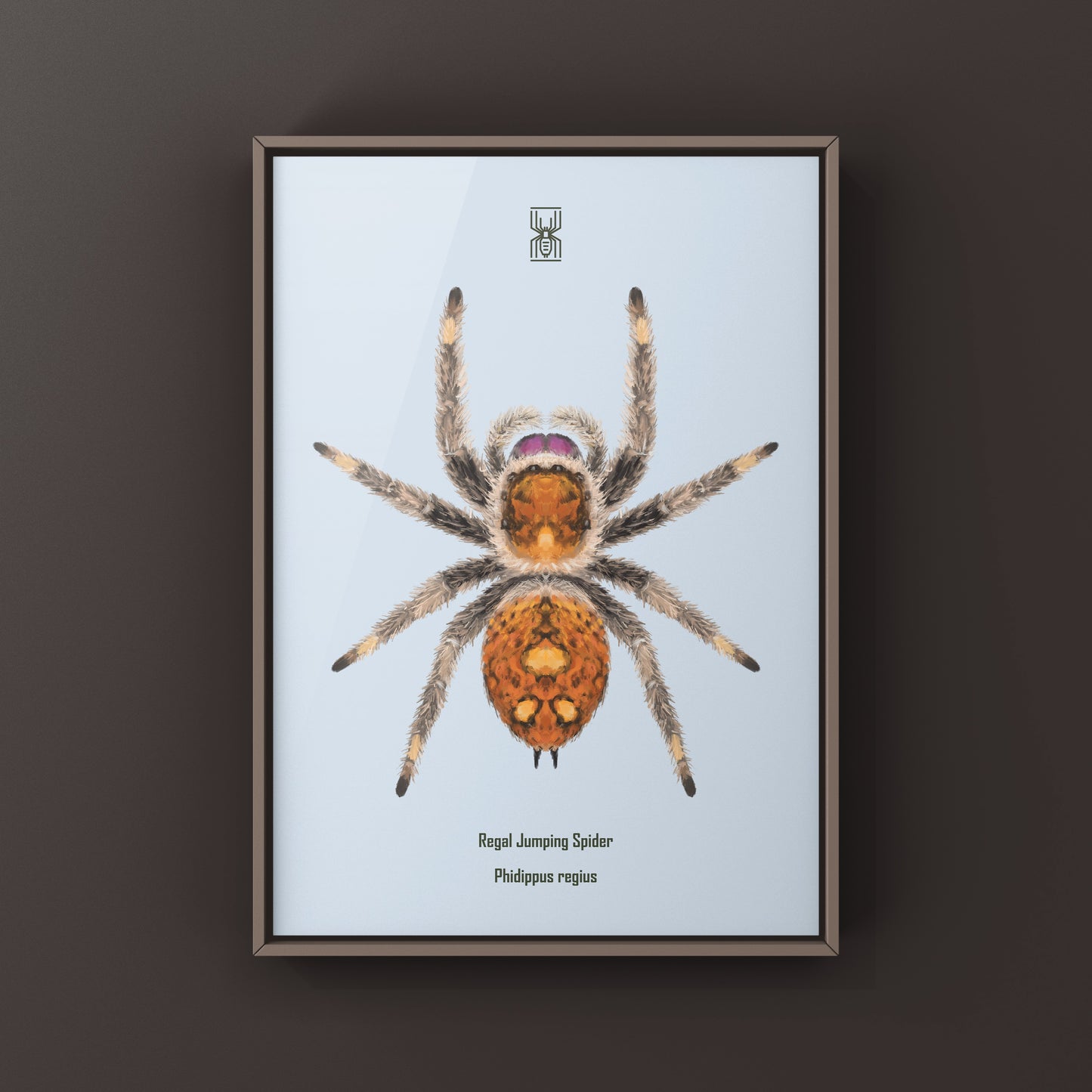 Regal Jumping Spider, Phidippus Regius, Photographic Art Print from The Silk Ranch
