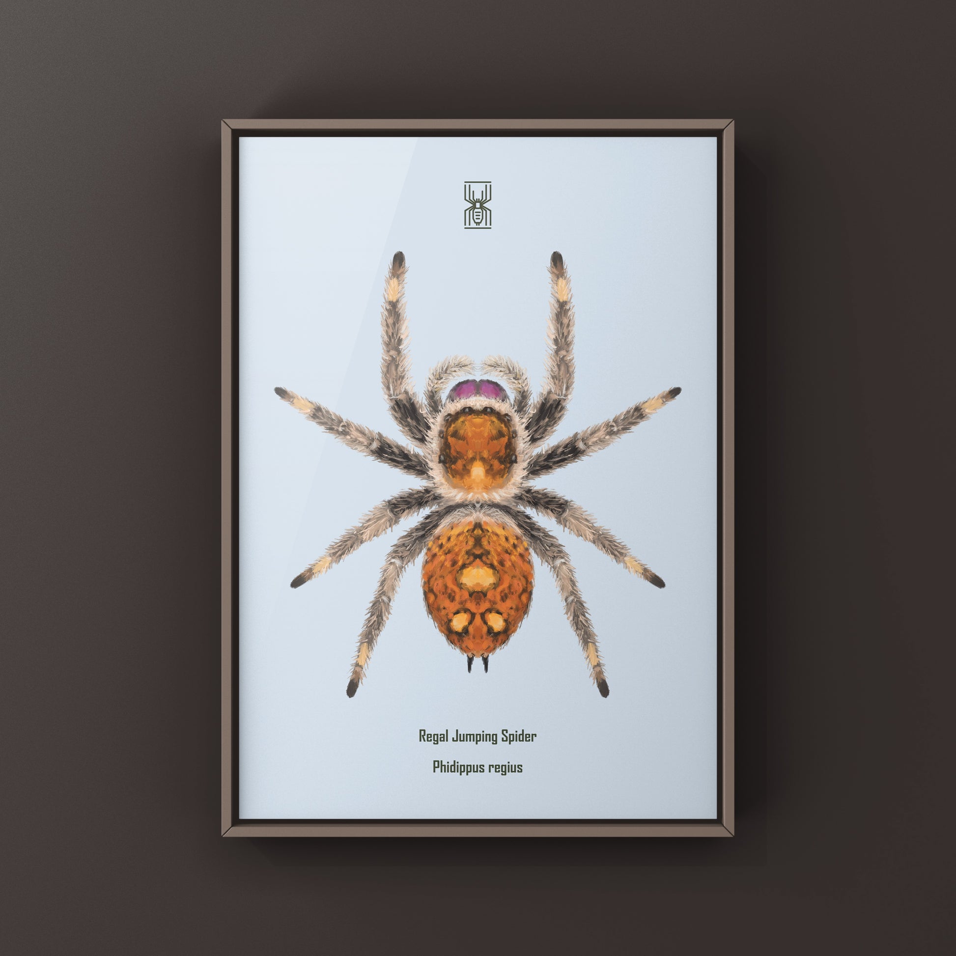 Regal Jumping Spider, Phidippus Regius, Photographic Art Print from The Silk Ranch